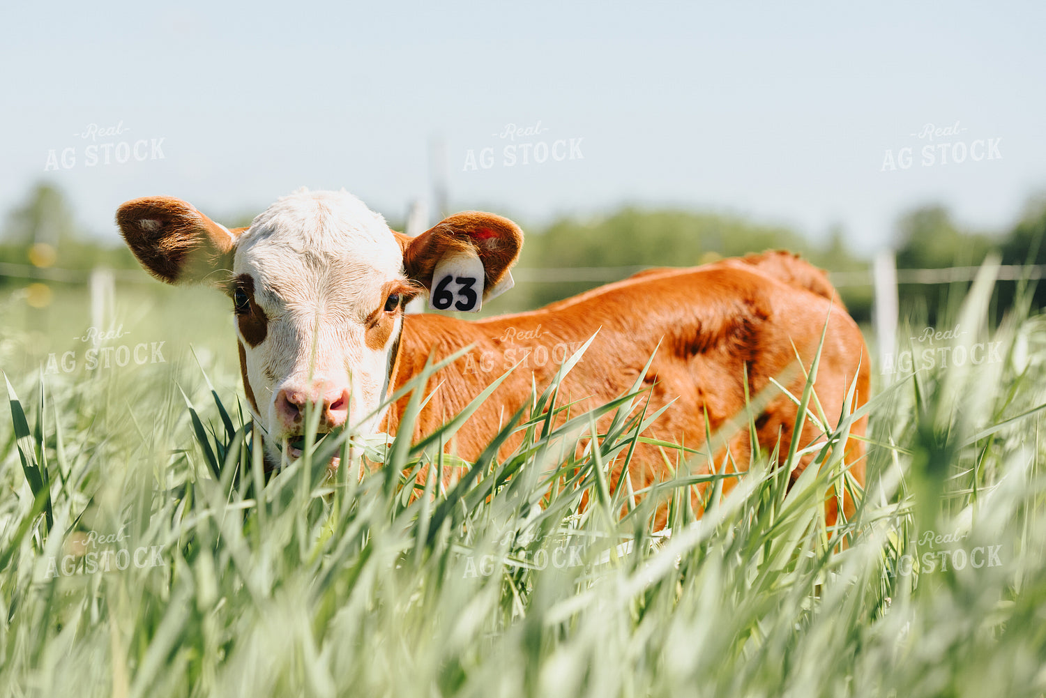 Hereford Calf in Pasture 68052
