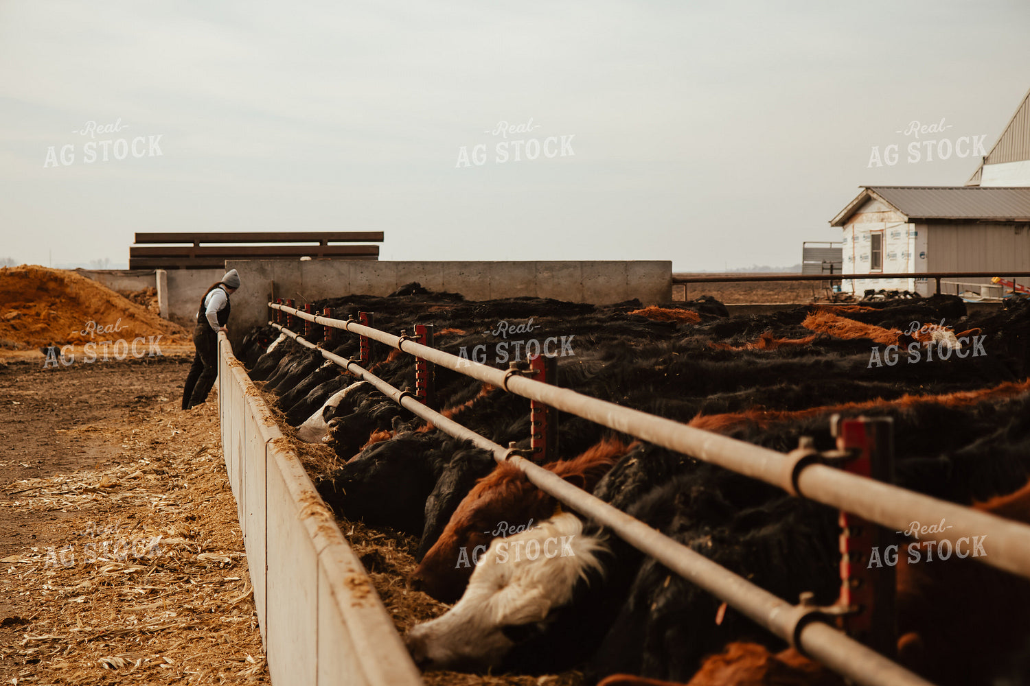 Cattle Eating in Feedlot 67614