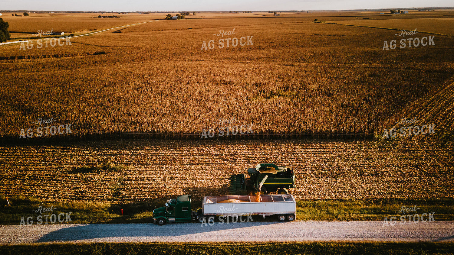 Corn Harvest 9418