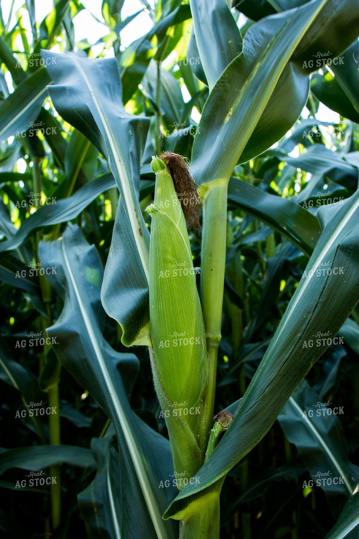 Green Ear of Corn 67122