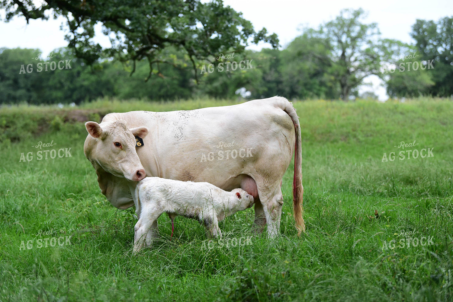Charolais Cow with Newborn Calf 192012