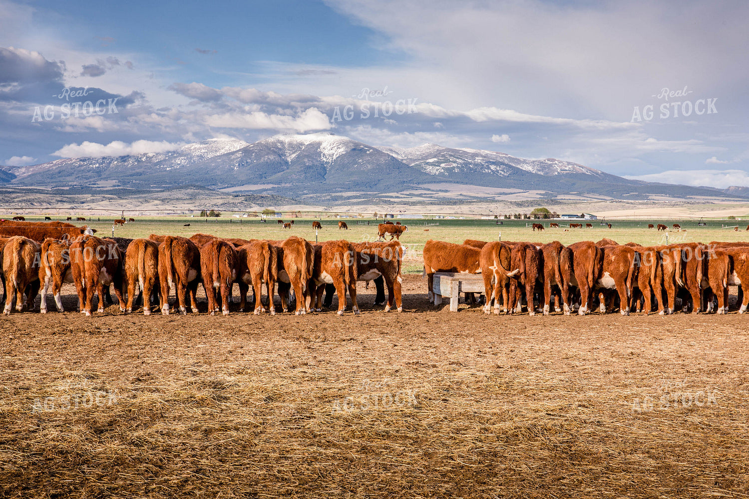Hereford Cattle Eat from Feed Trough in Lot and Graze in Pasture 81134