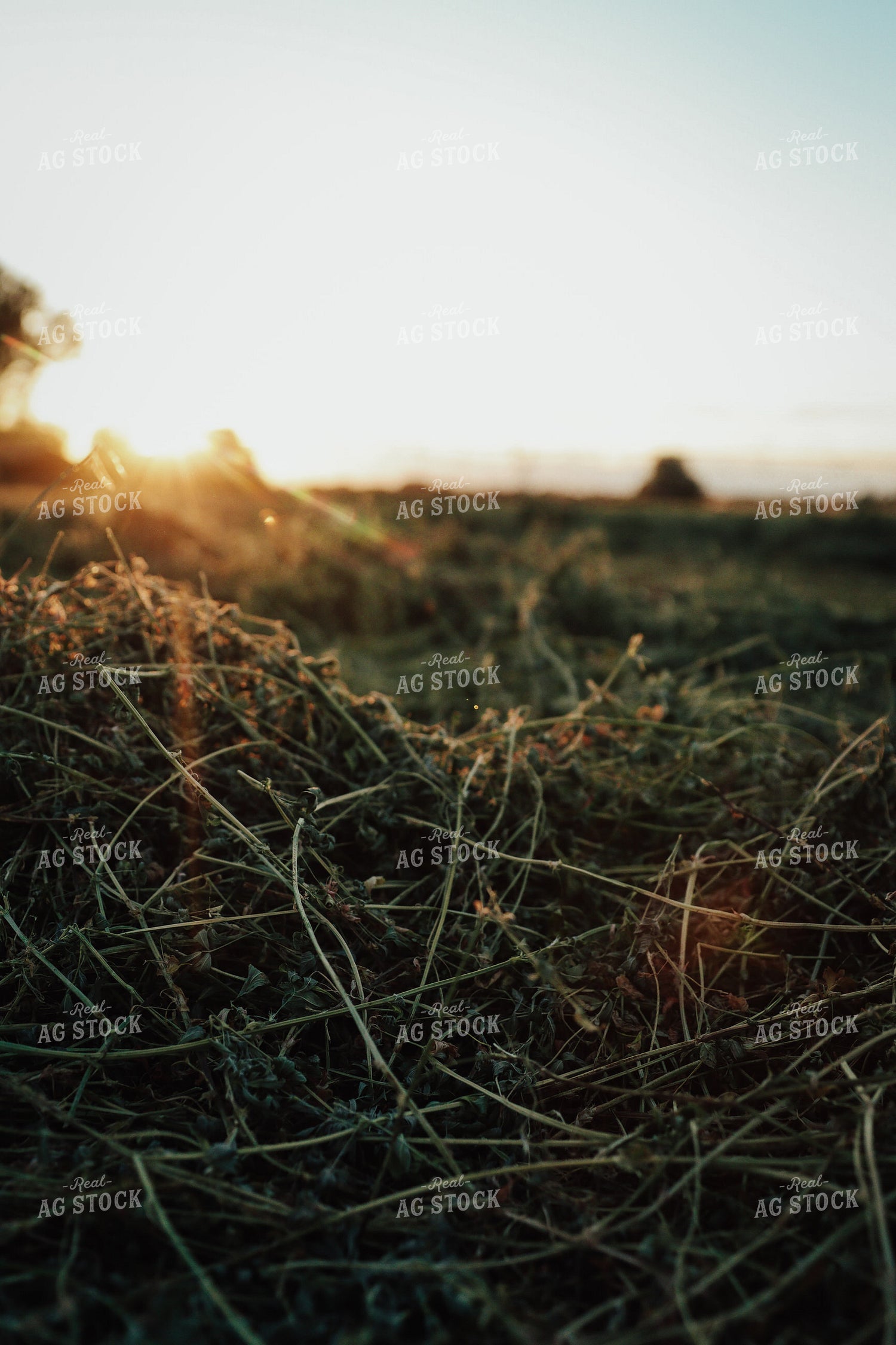 Cut Alfalfa 83137