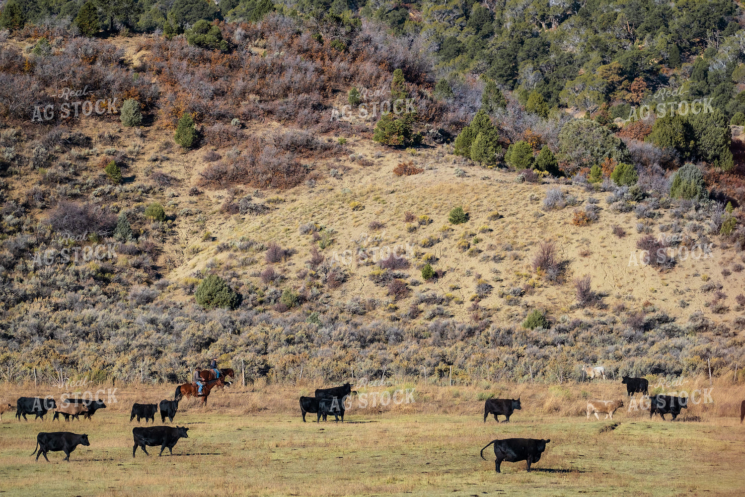 Ranchers Herding Cattle on Horseback 163014
