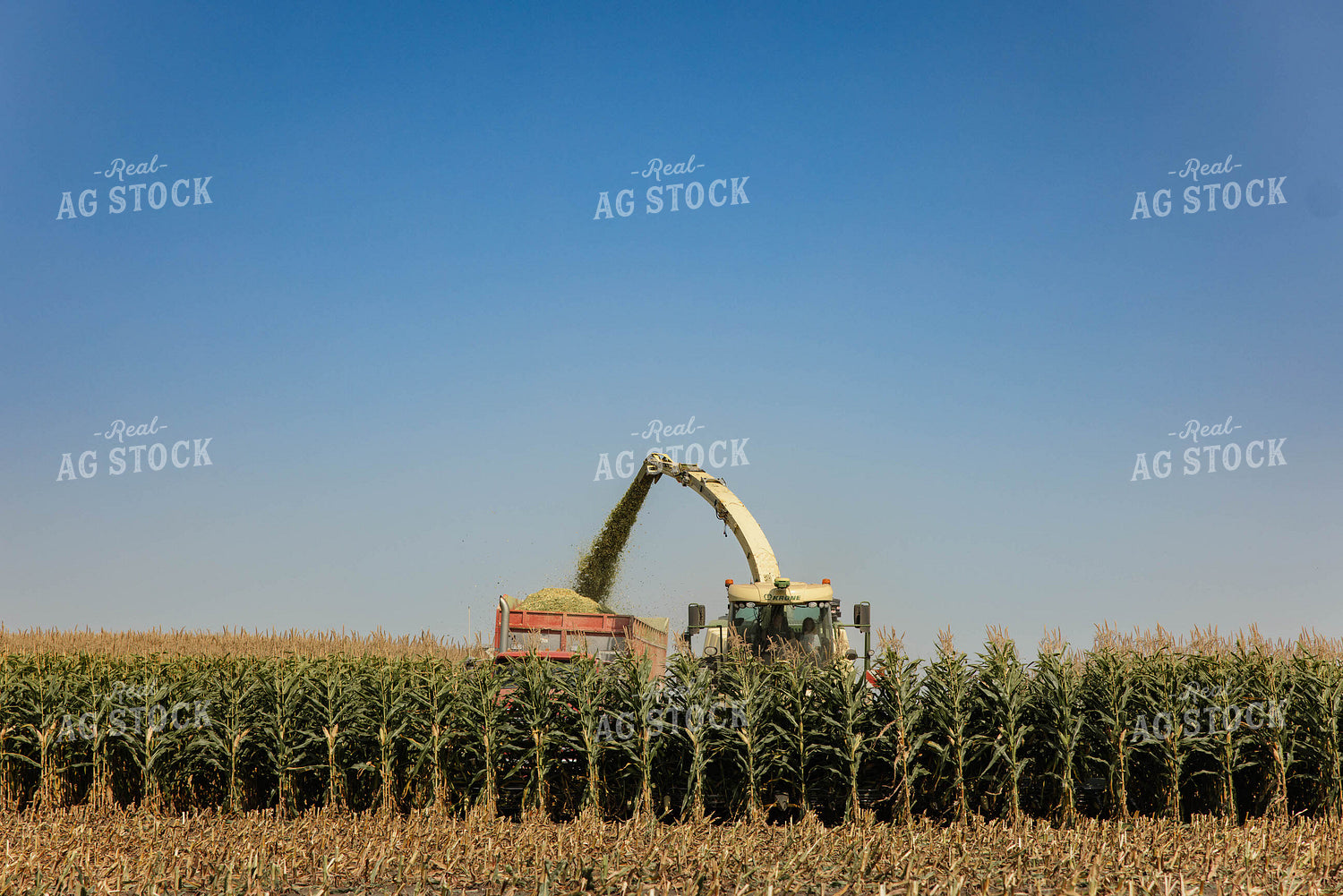 Chopping Corn Silage 152537