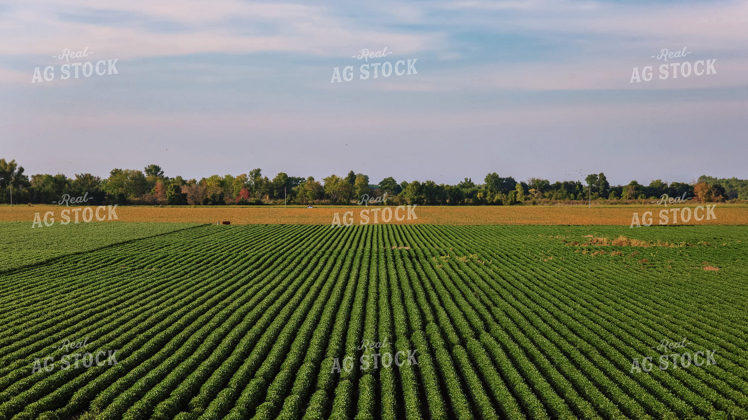 Cotton Field 265003