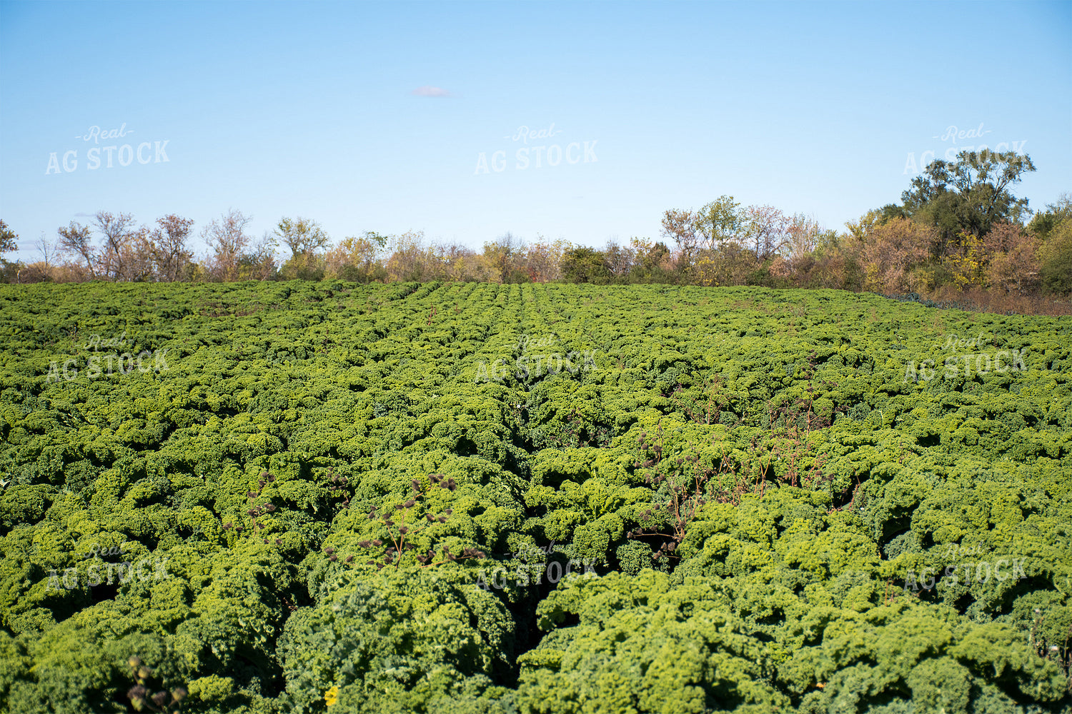 Kale Field 50209
