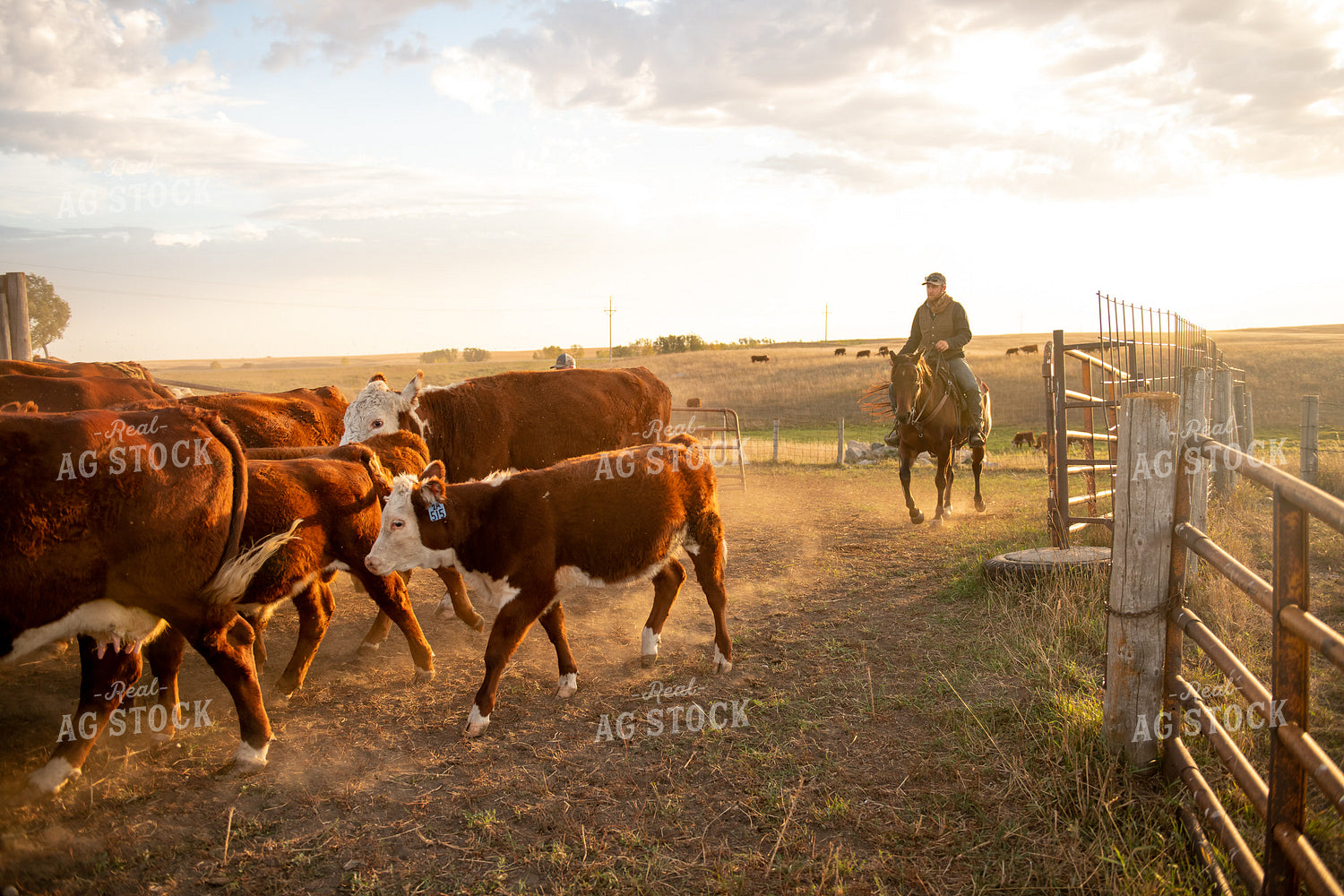 Herding Cattle 212031