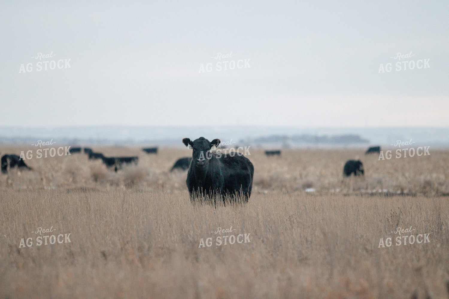 Angus Cattle in Pasture 72020