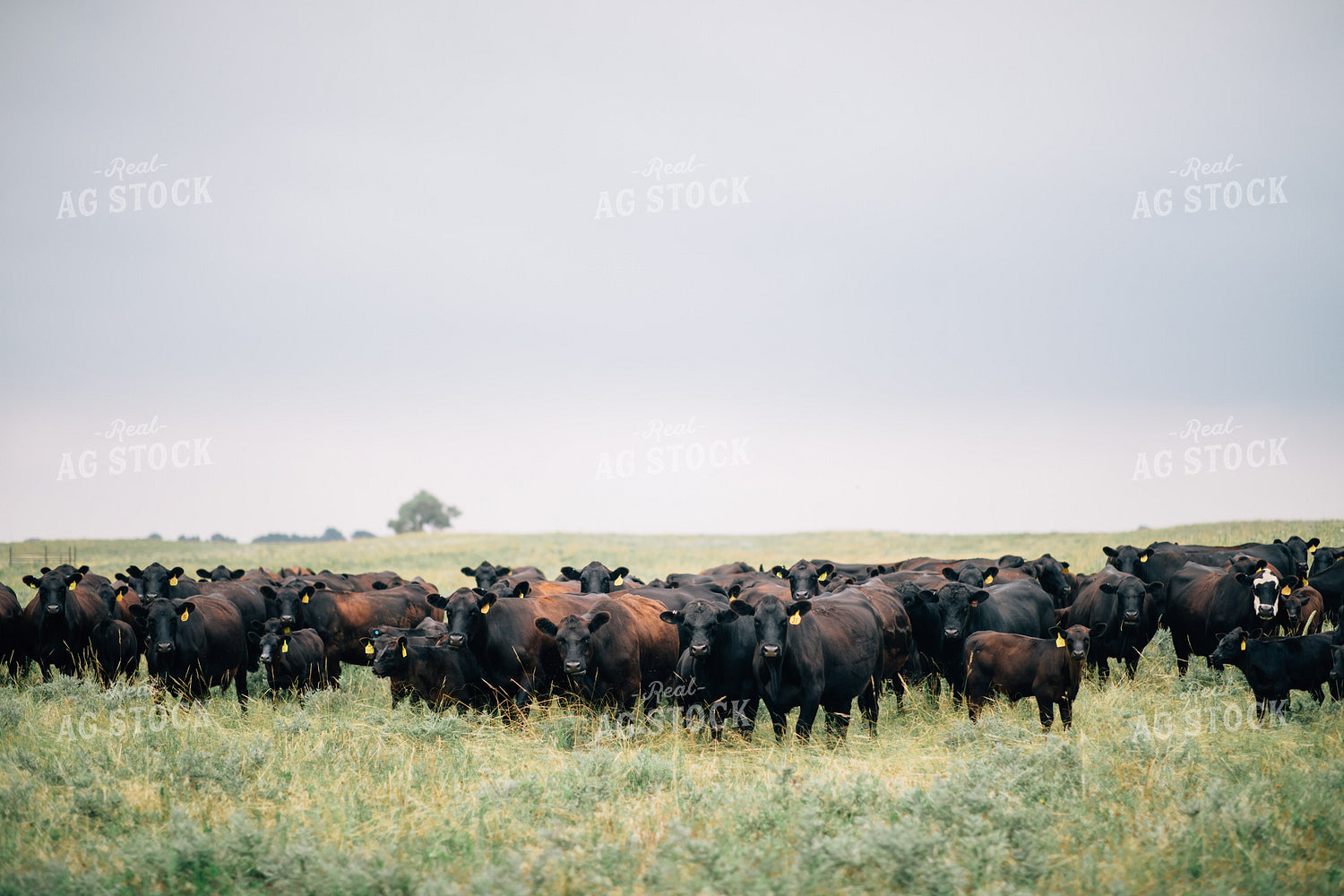 Cow and Calf Herd in Pasture 53031