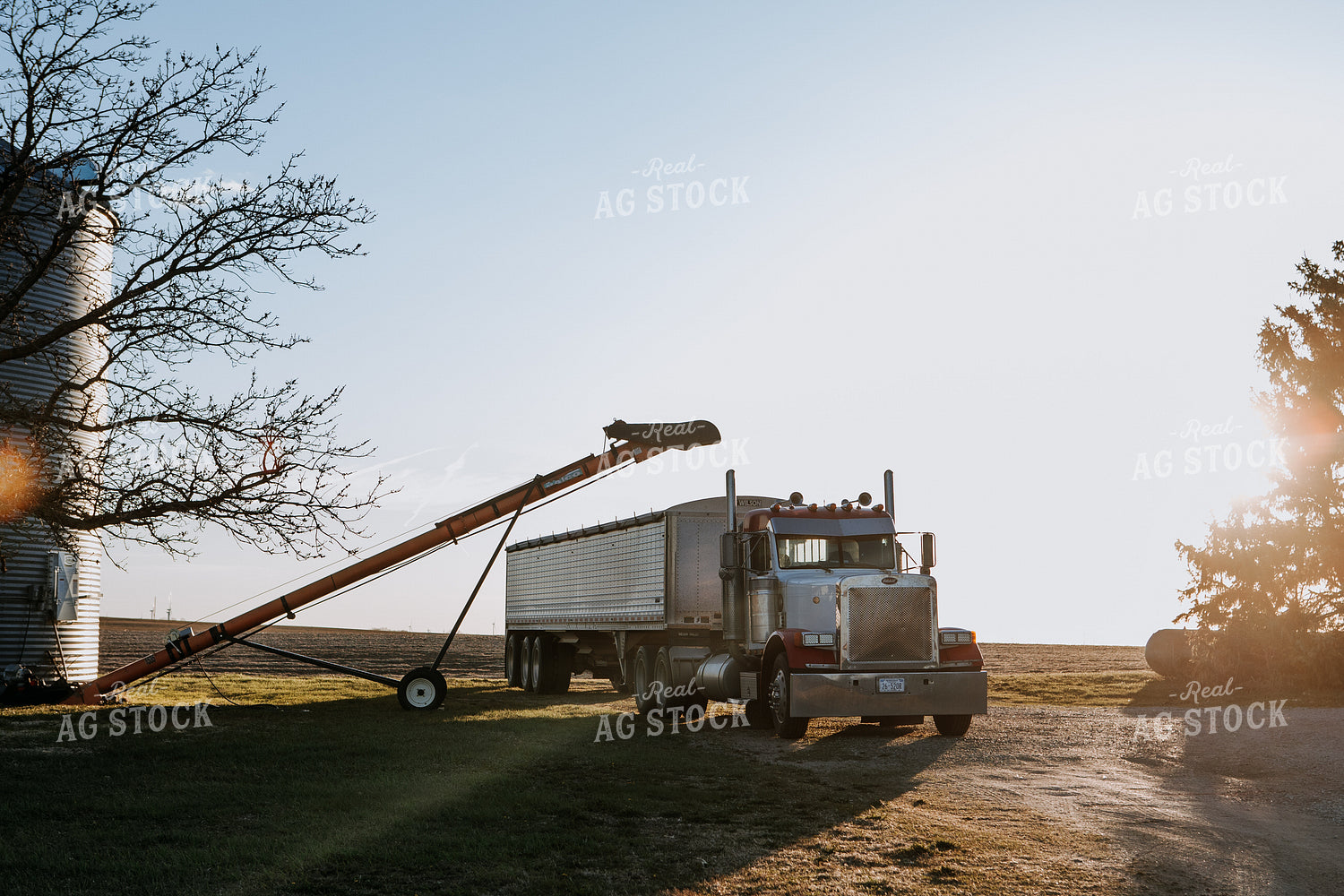 Semi in Farmyard 77261