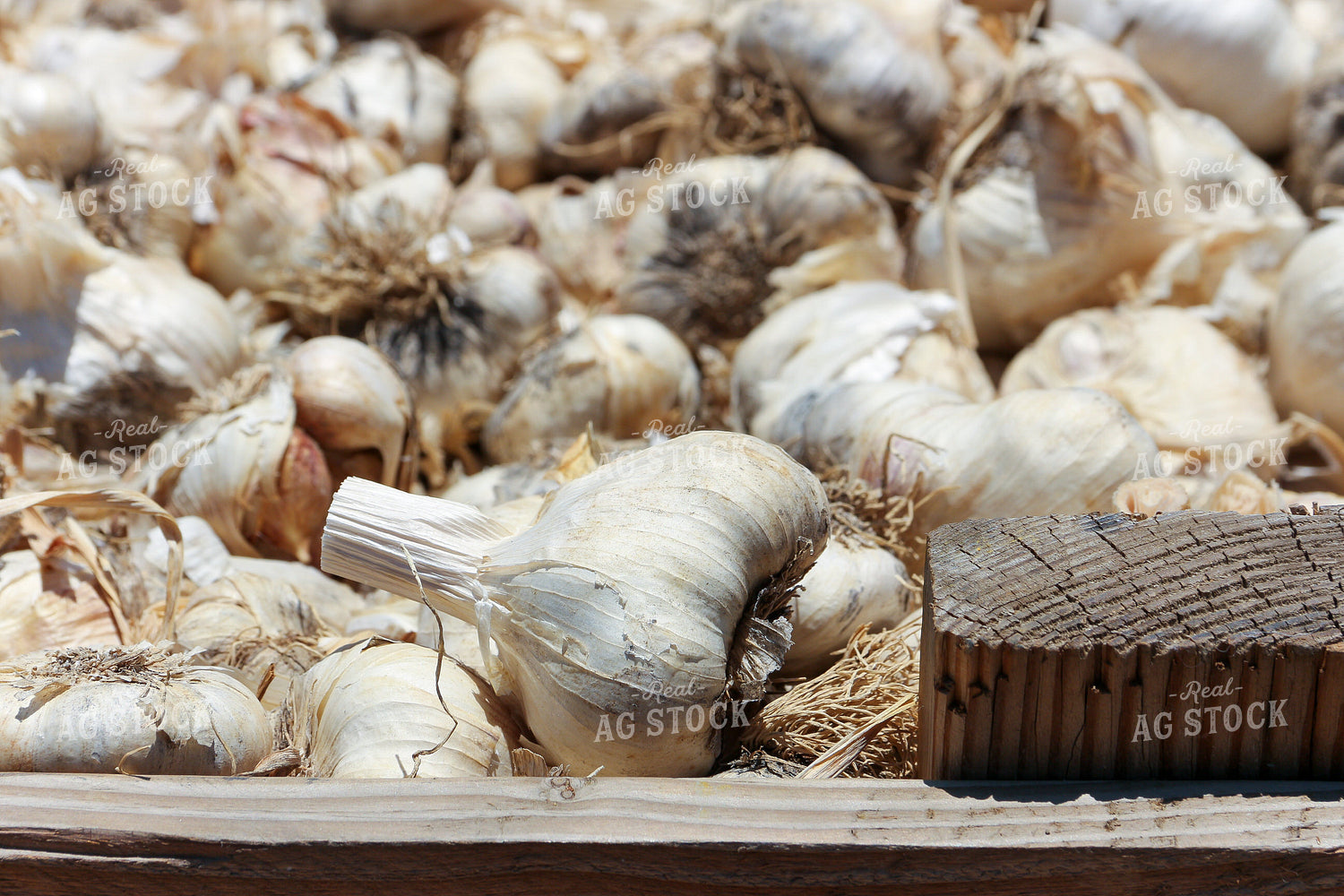 Garlic 105046