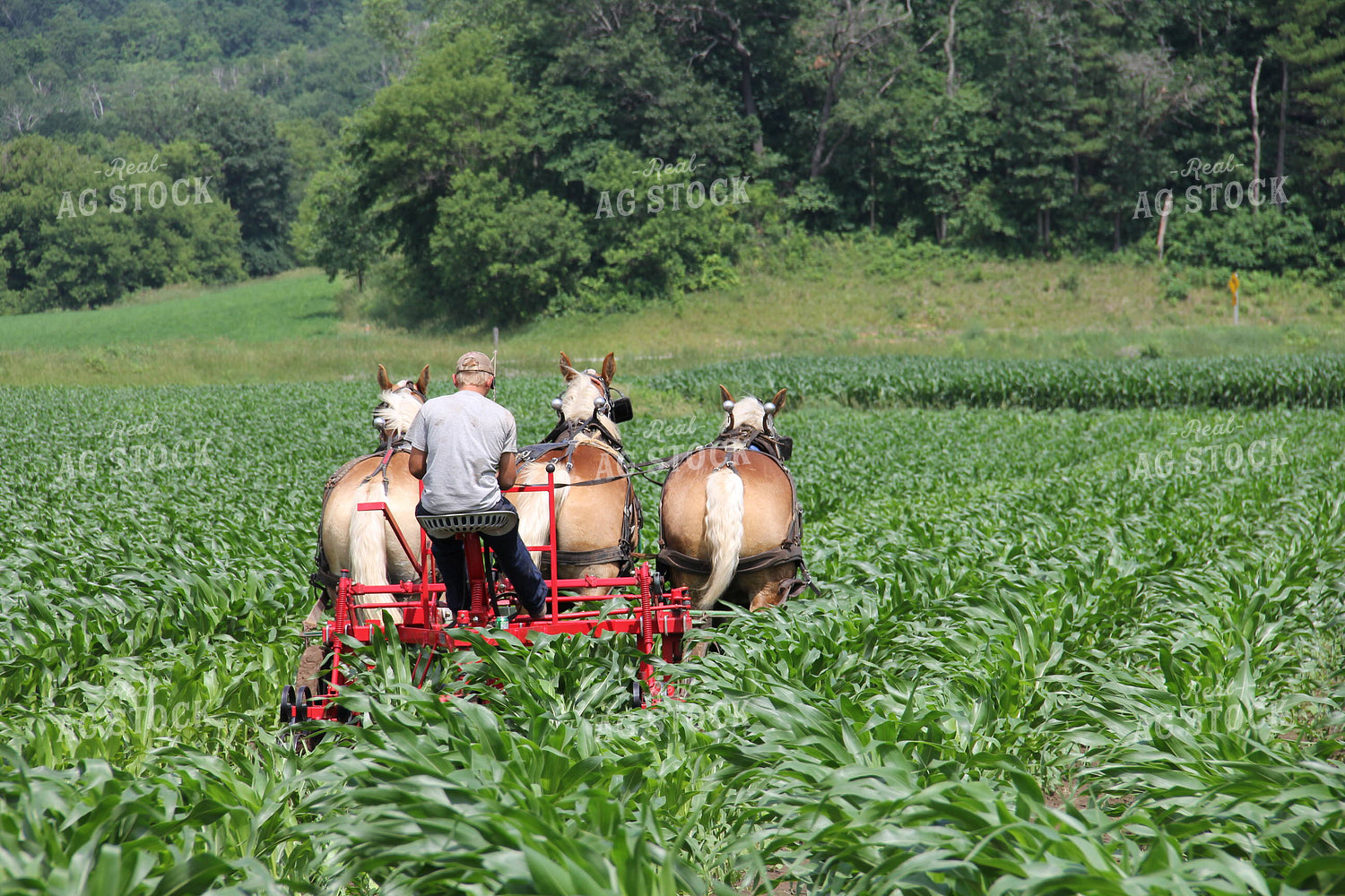 Horses Pulling Implement in Corn Field 95011