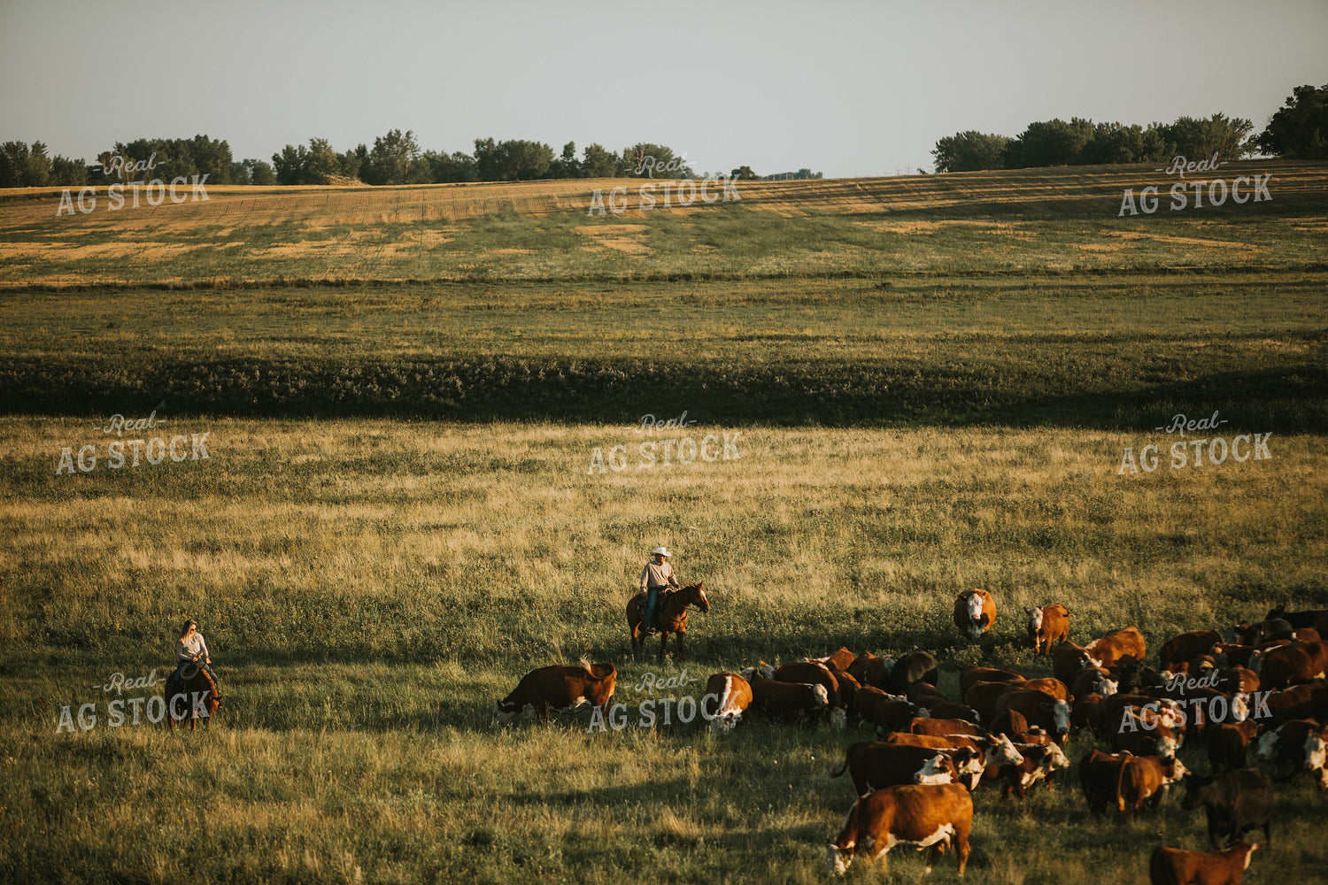 Ranchers and Cattle in Pasture 6408