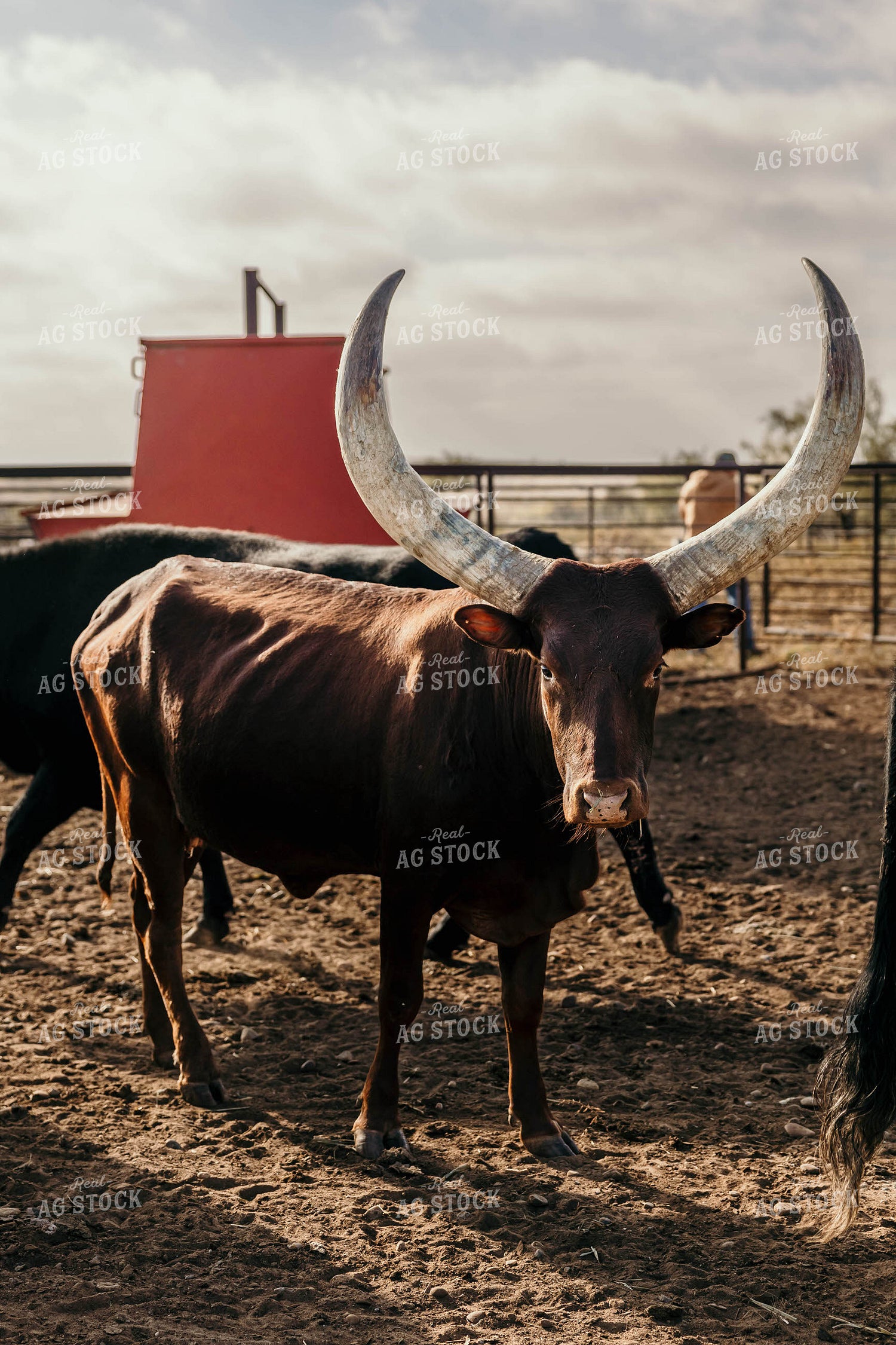 Longhorn Cattle 98069