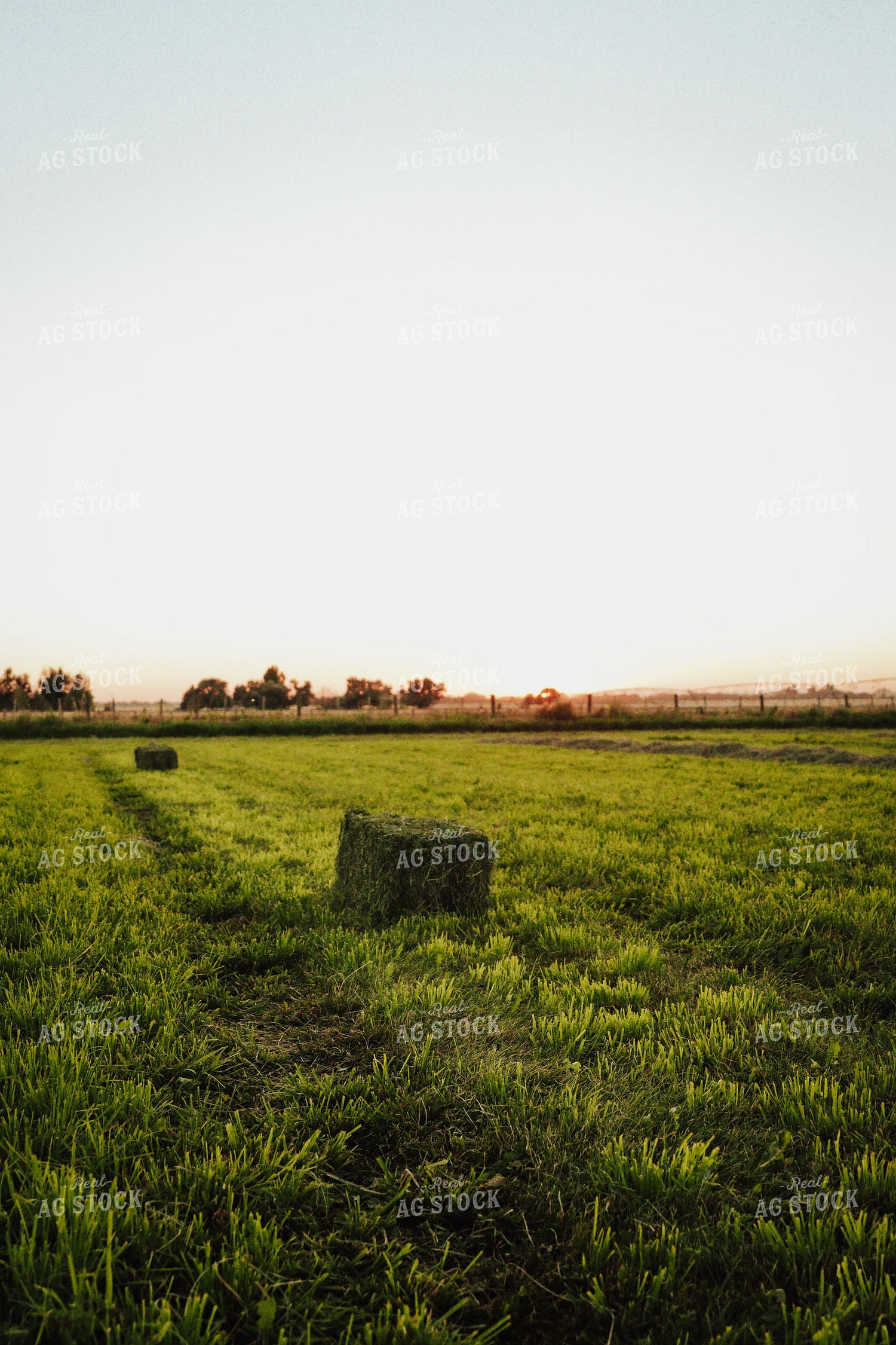 Square Hay Bales 83111