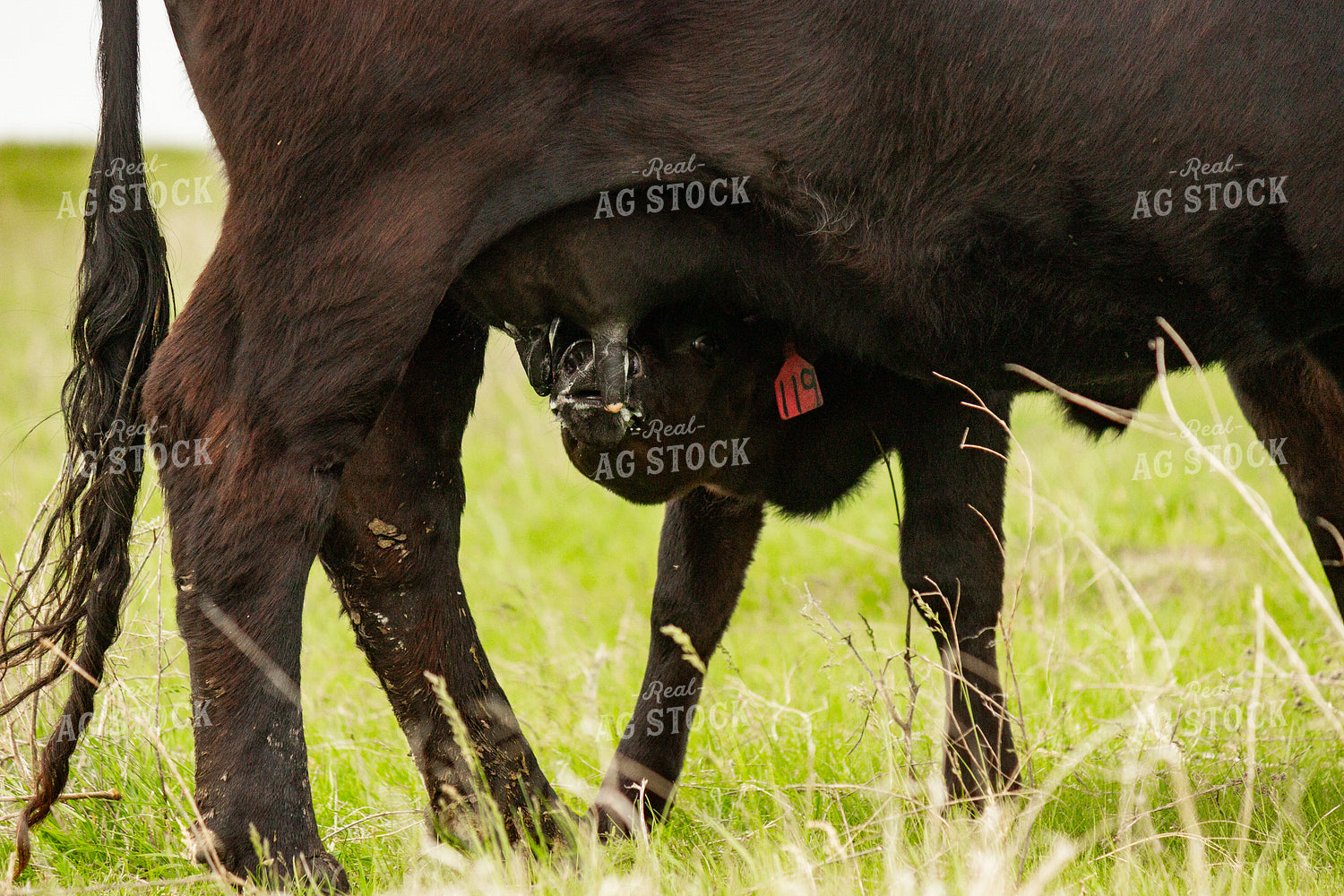 Angus Cow Calf Pair Nursing 155222