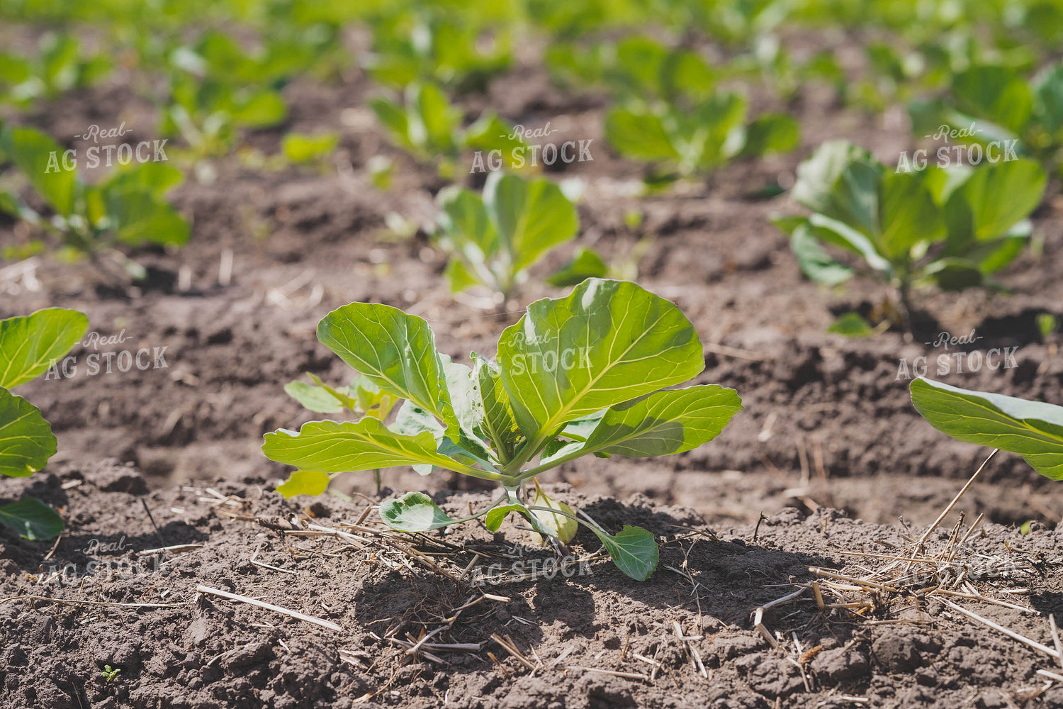 Cabbage Field 91028