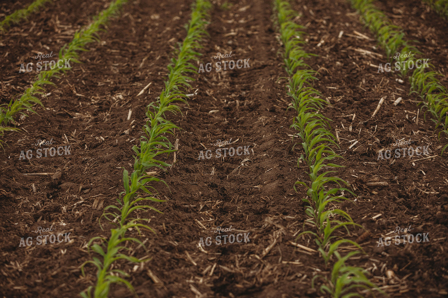 Side Dressing Fertilizer in Corn Field 5742