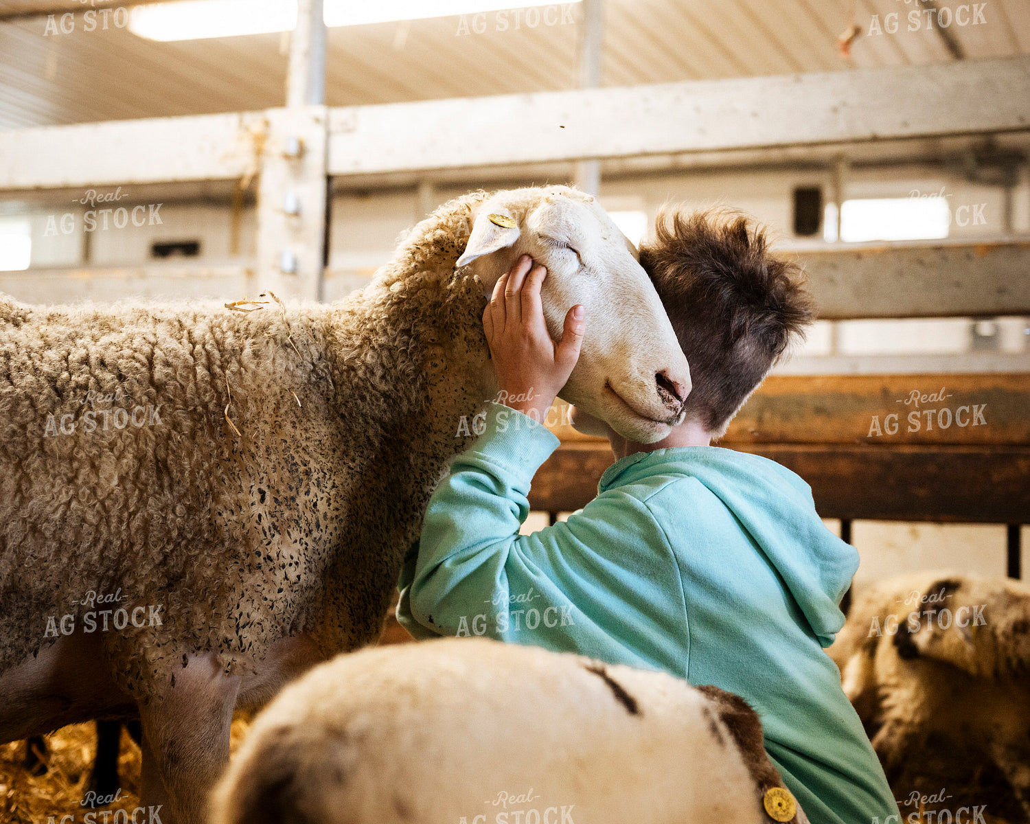 Farm Kid with Sheep 195056