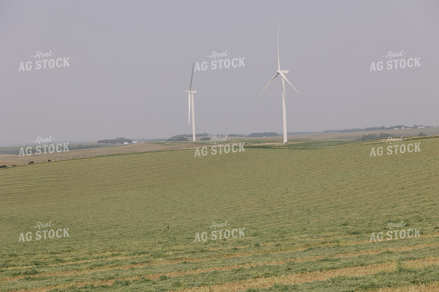 Windrowed Hay Silage Field 70068