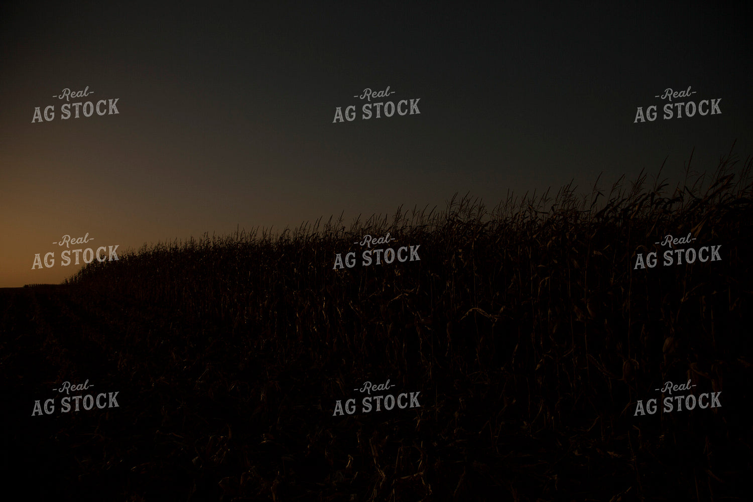 Corn - Dry 1340