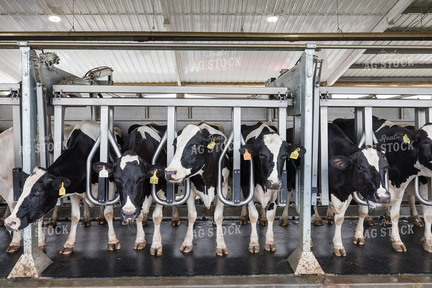 Milking Parlor 270237
