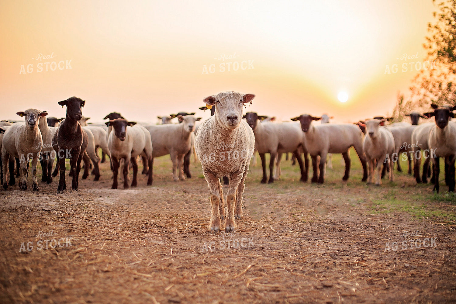 Sheep in Pasture 93174