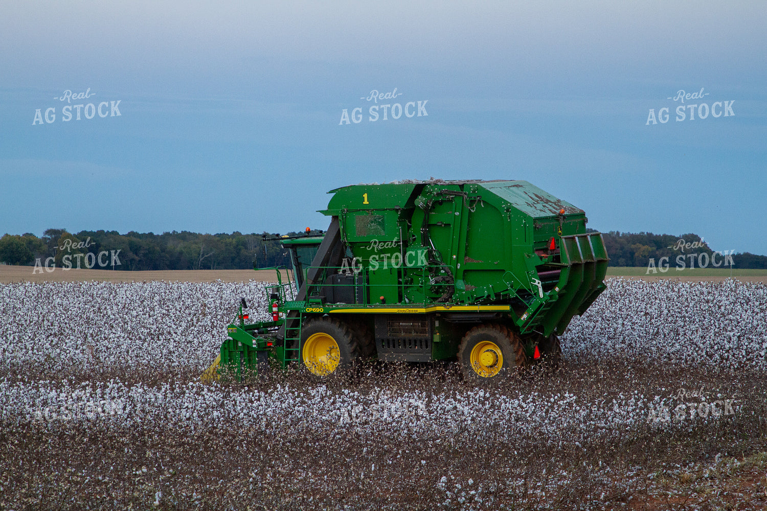 Cotton Picker in Field 79091