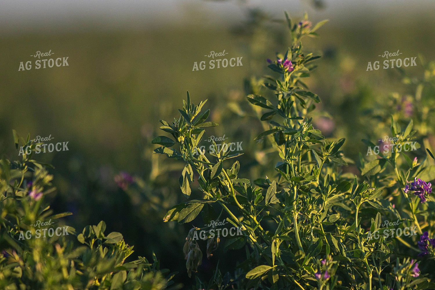 Alfalfa Plant 72056
