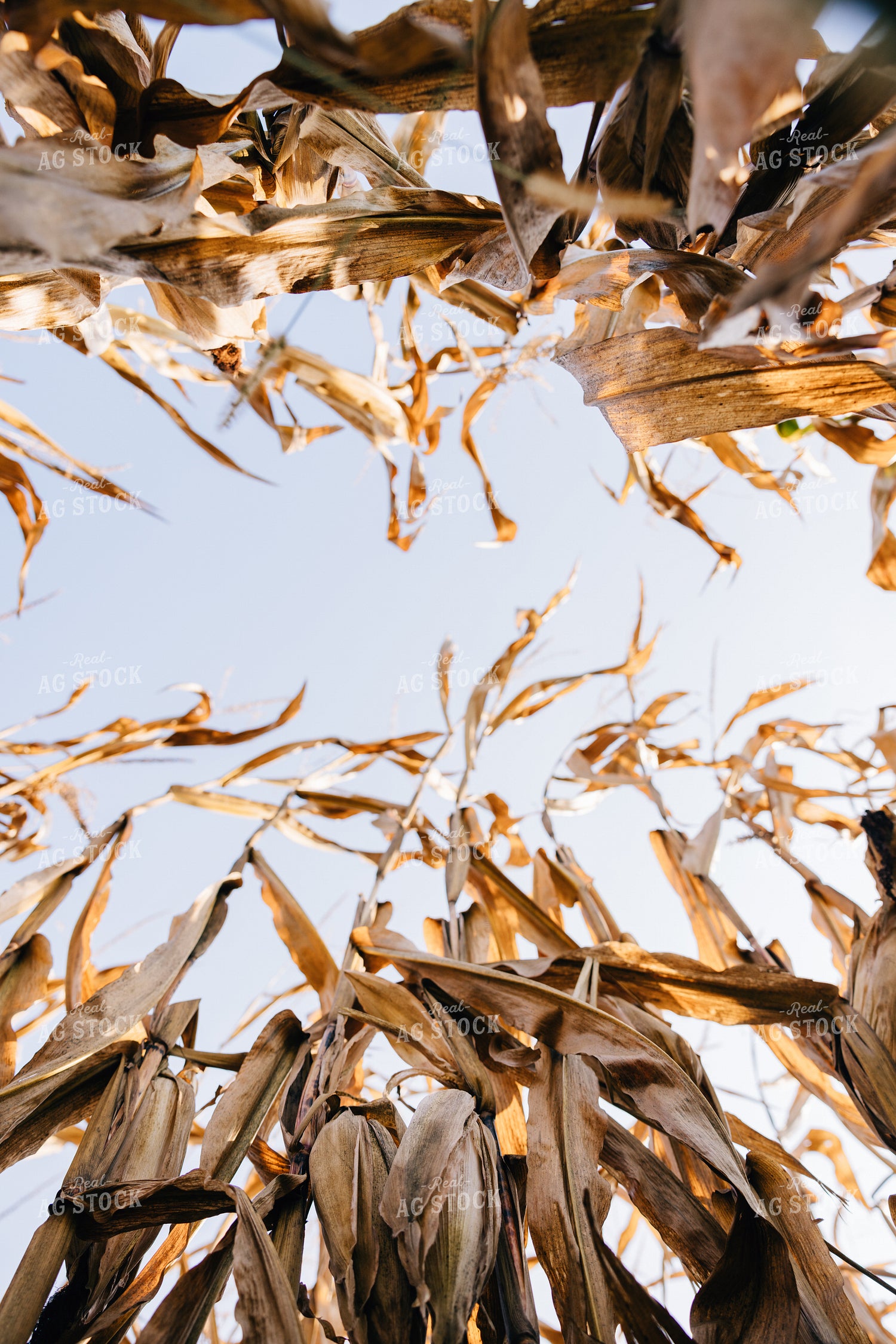 Dried Corn 178082