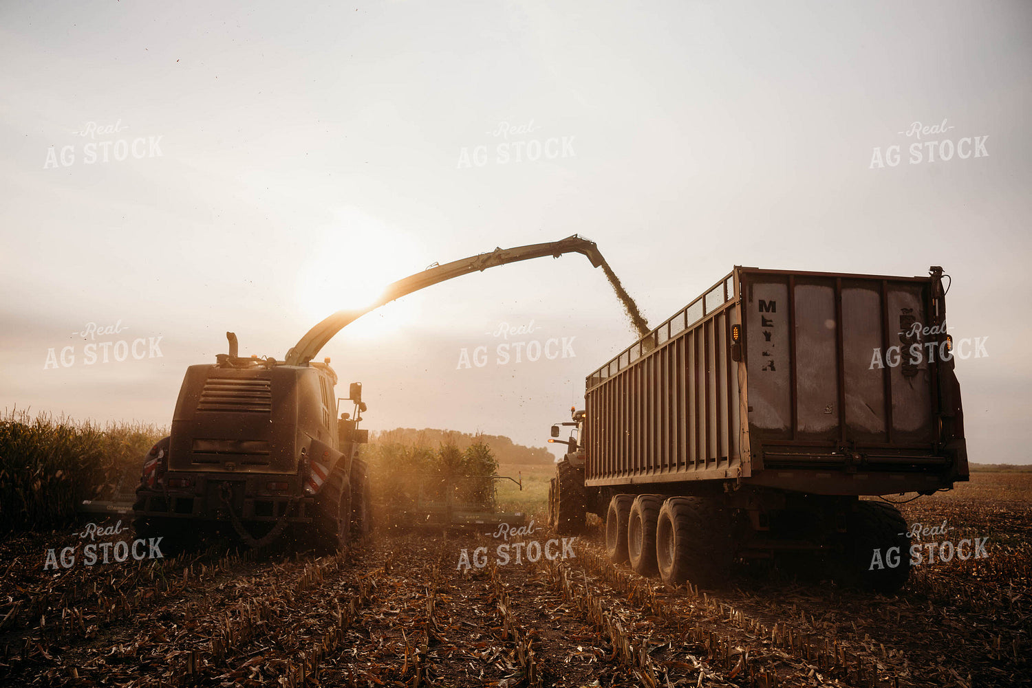Chopping Corn Silage 152013