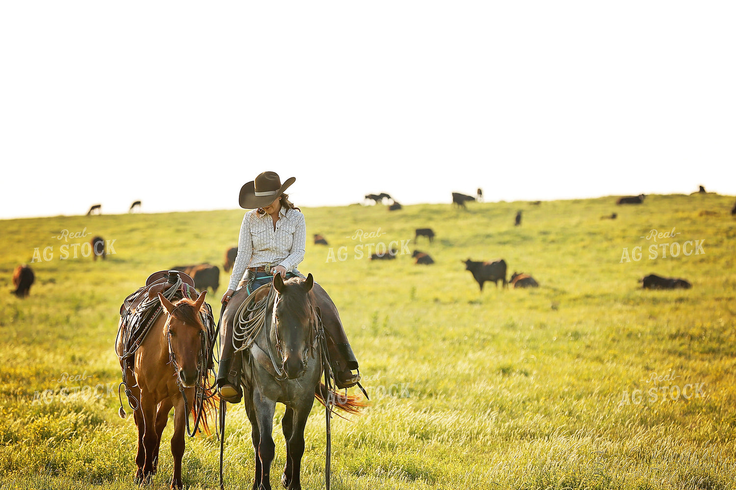 Rancher on Horse in Pasture 127030