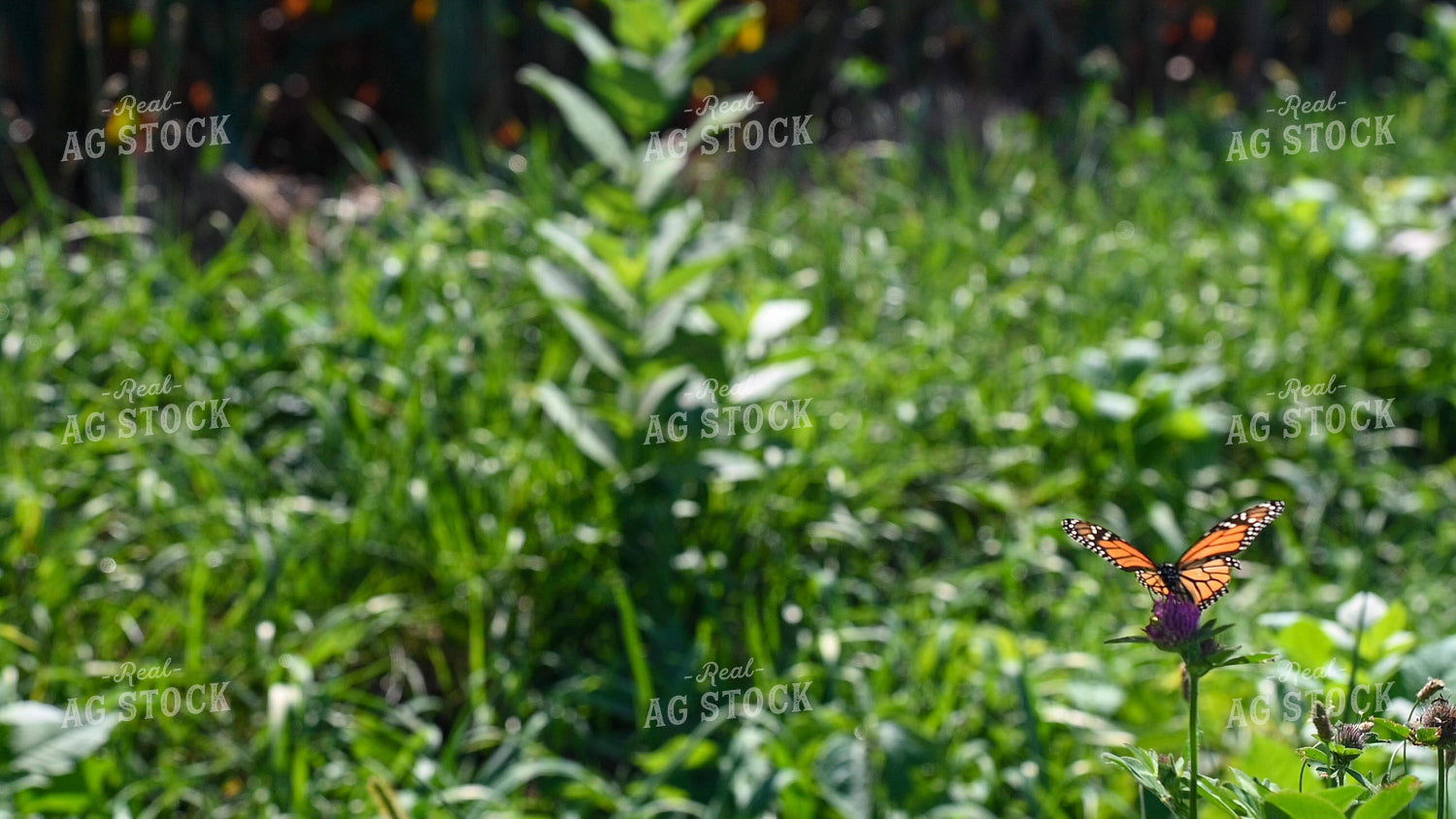 Butterfly Collecting Nectar and Pollen from Wildflowers on CRP Land 25074