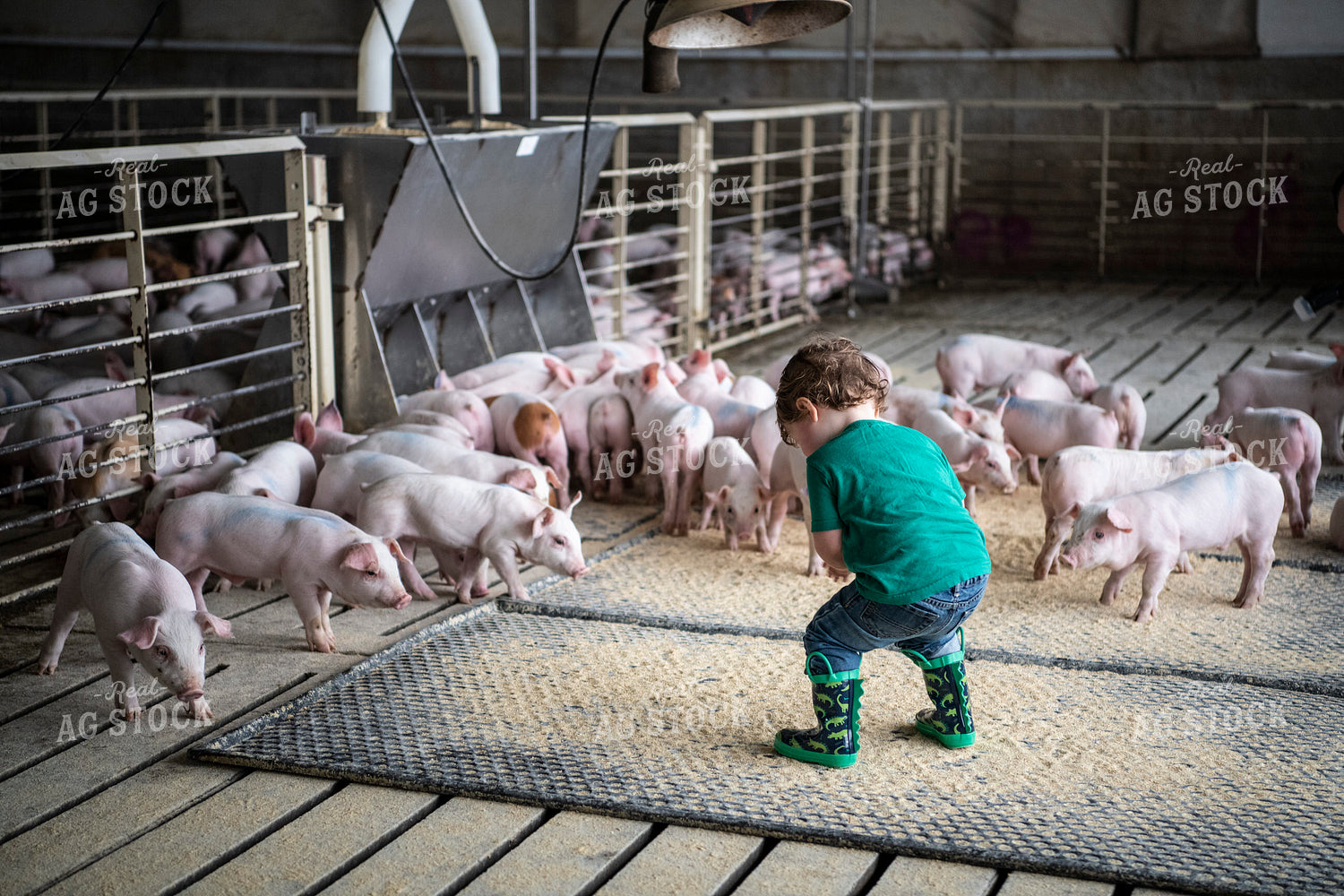 Farm Kid with Piglets 197016