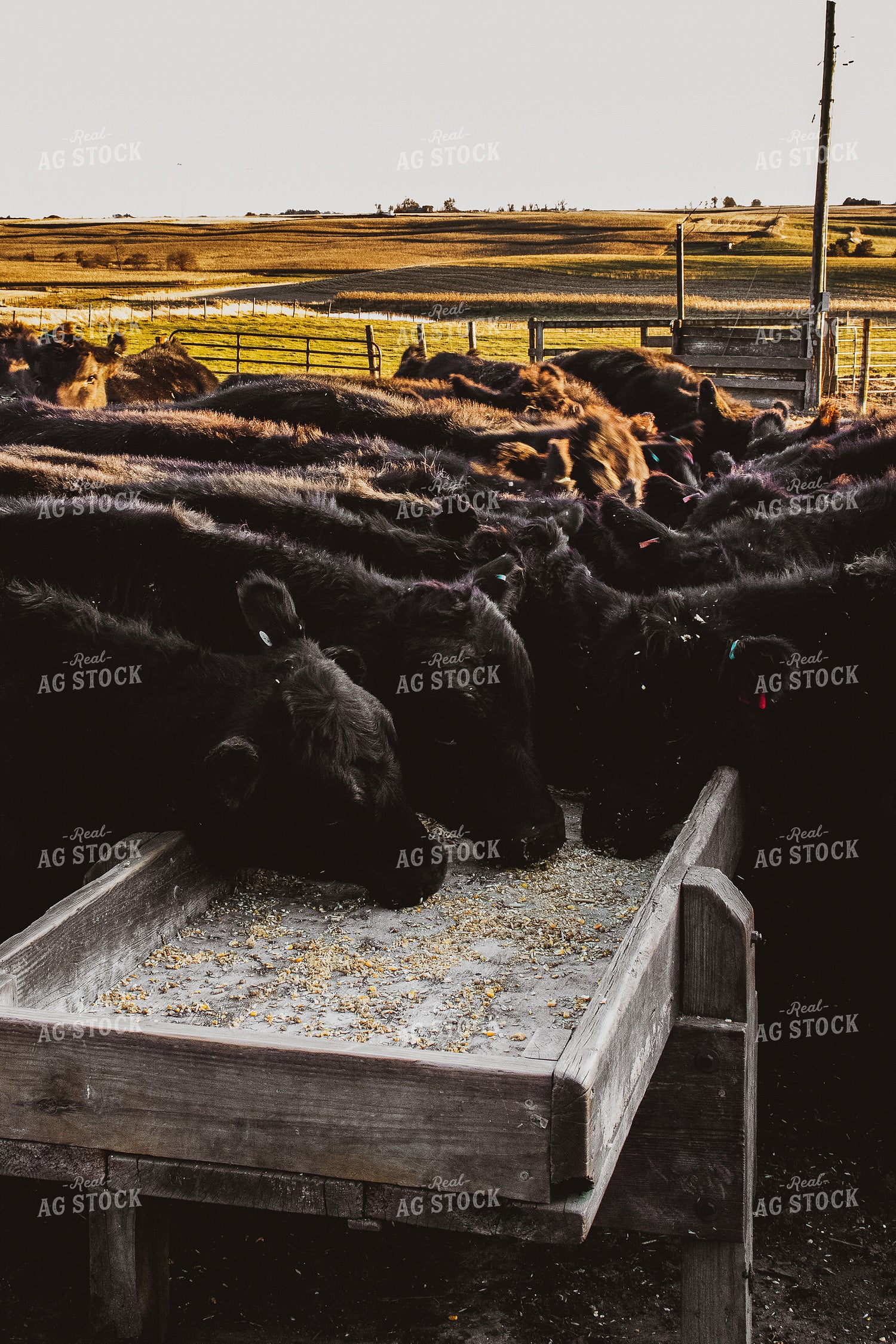 Angus Cattle Eating in Pen 67022