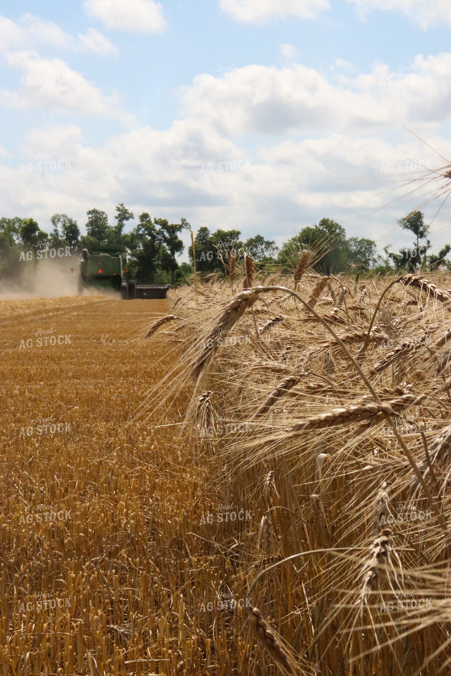 Wheat Harvest Under Blue Sky 227009
