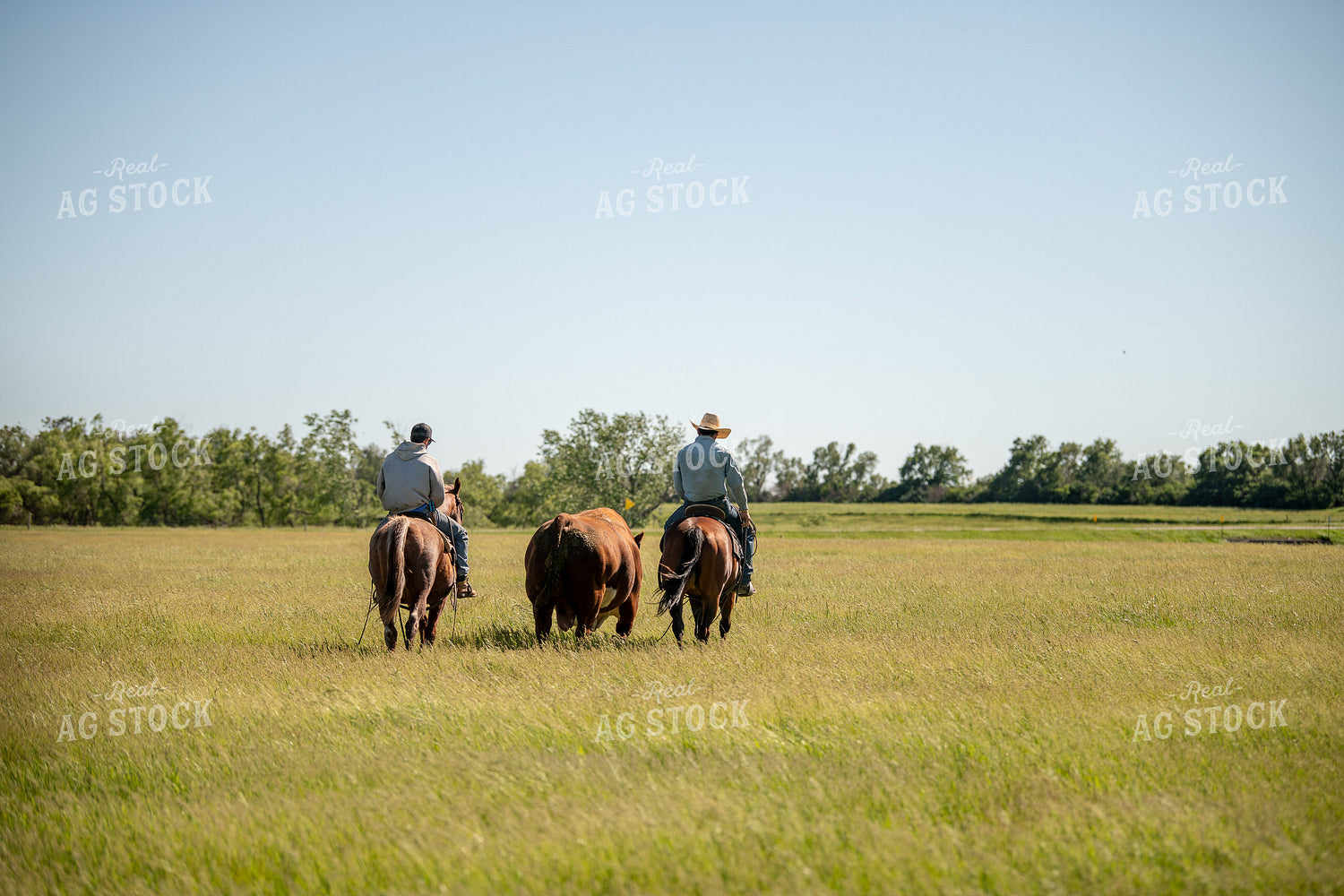 Rancher Herding Cattle on Horseback 212040
