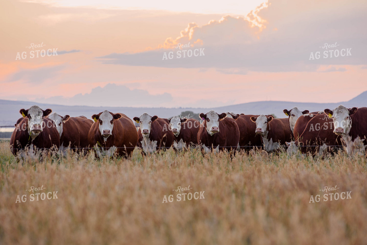 Hereford Cattle in Pasture 81086