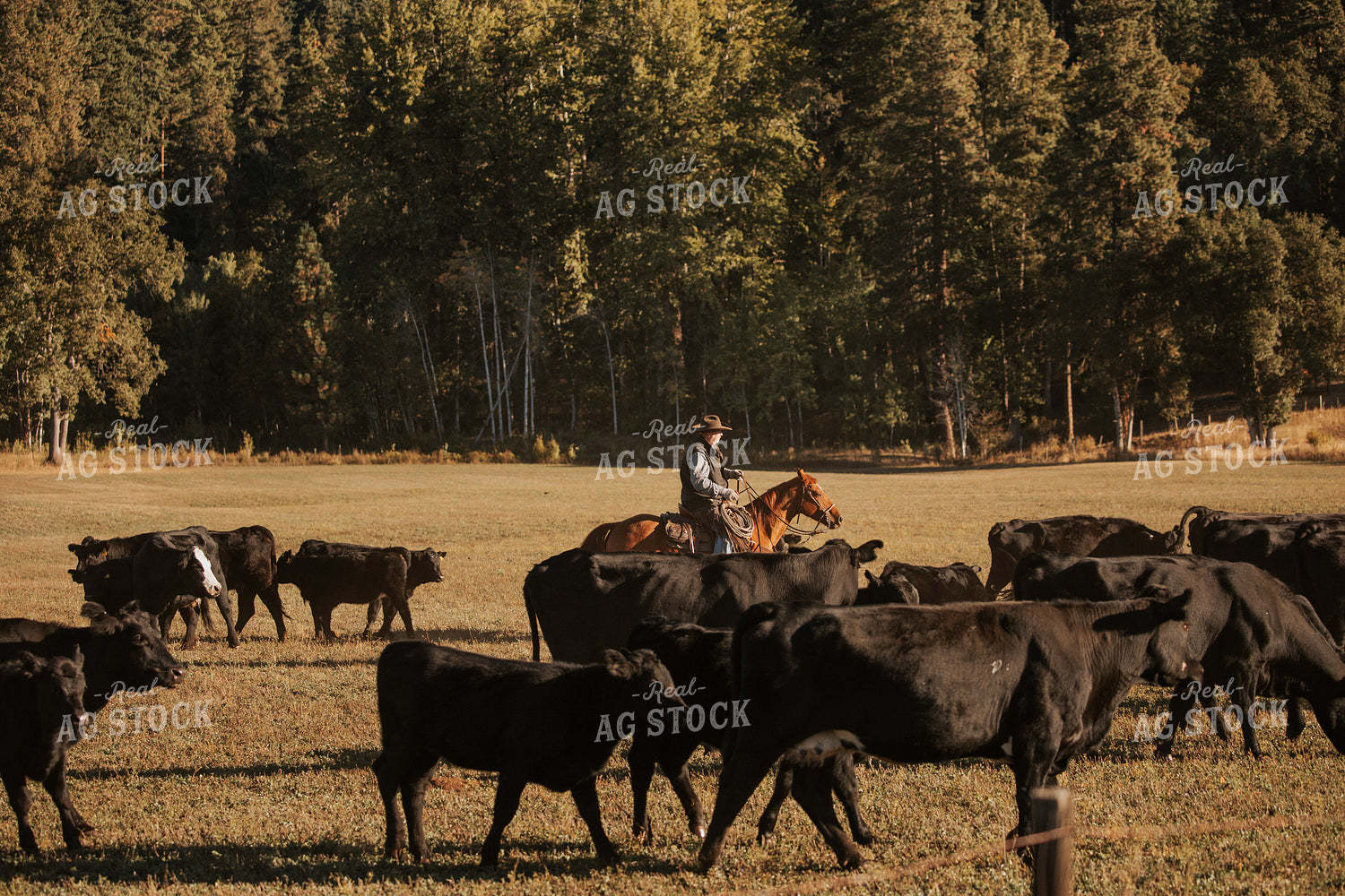 Ranchers on Horseback with Cattle 66055