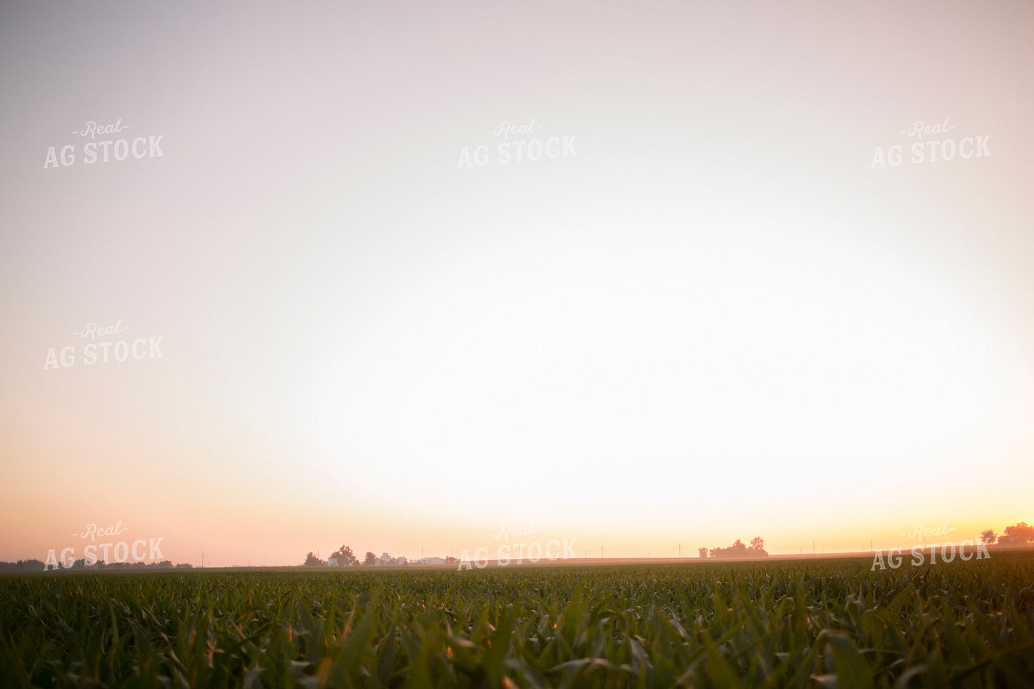 Corn - Mid-Season 1202