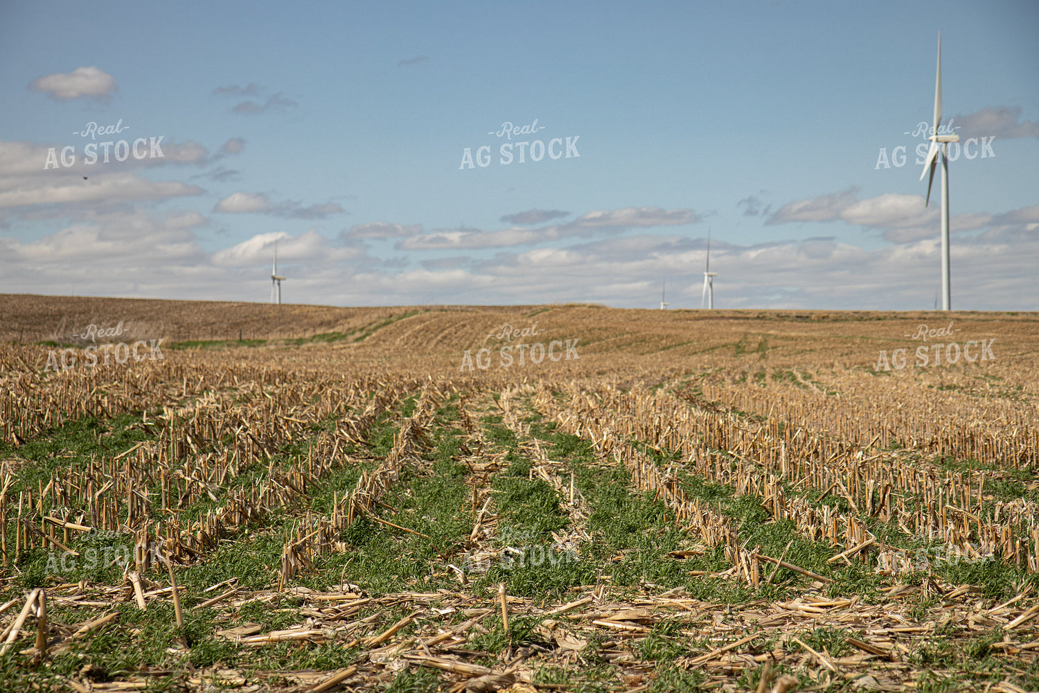 Cover Crops in Corn Stalks 67193
