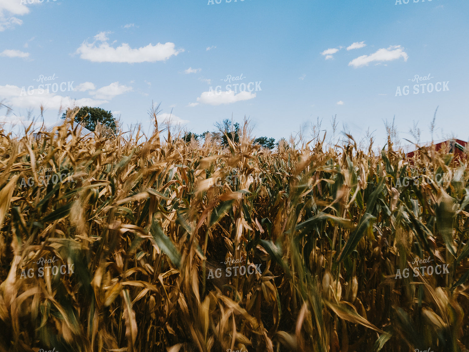 Semi-dried Corn Field 4649
