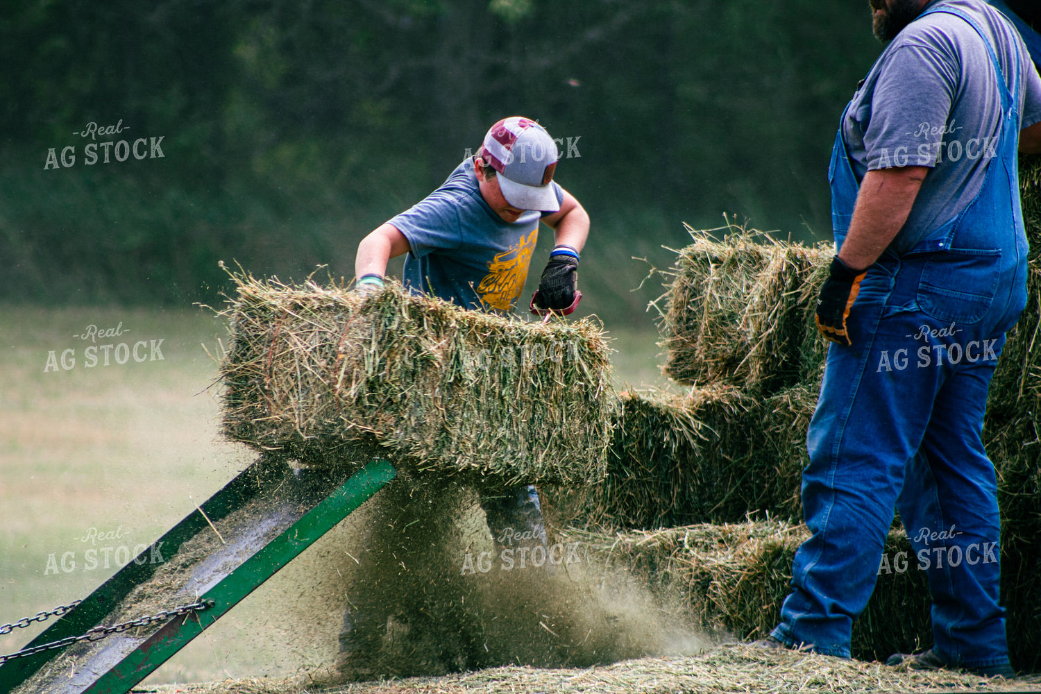 Harvesting Hay 214080