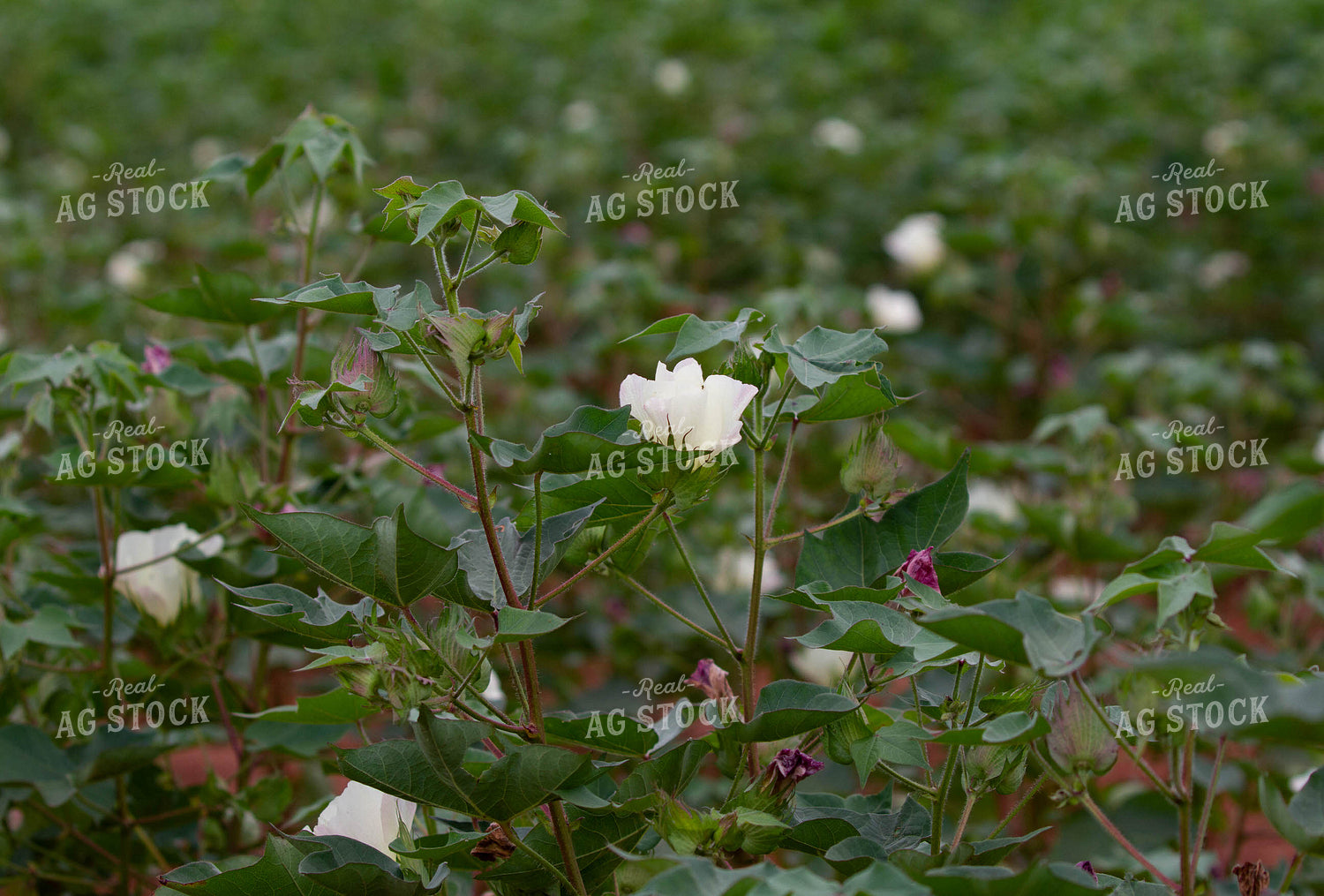 Flowering Cotton Plant 79116