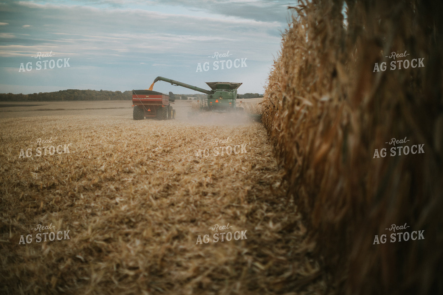 Combine Unloading Corn into Grain Cart 6937