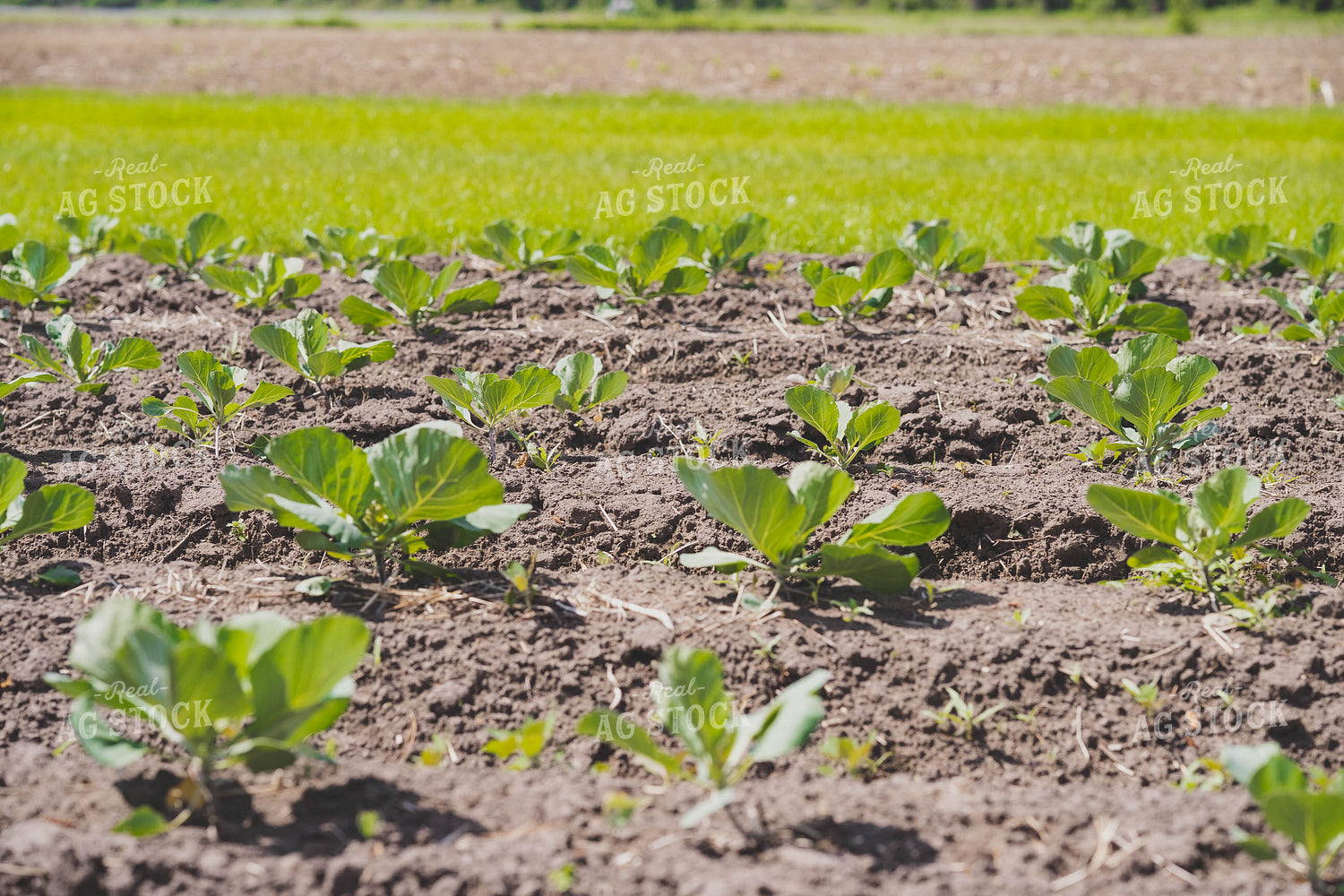 Cabbage Field 91027