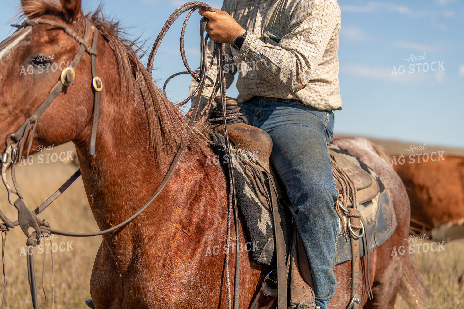 Rancher on Horseback 212016