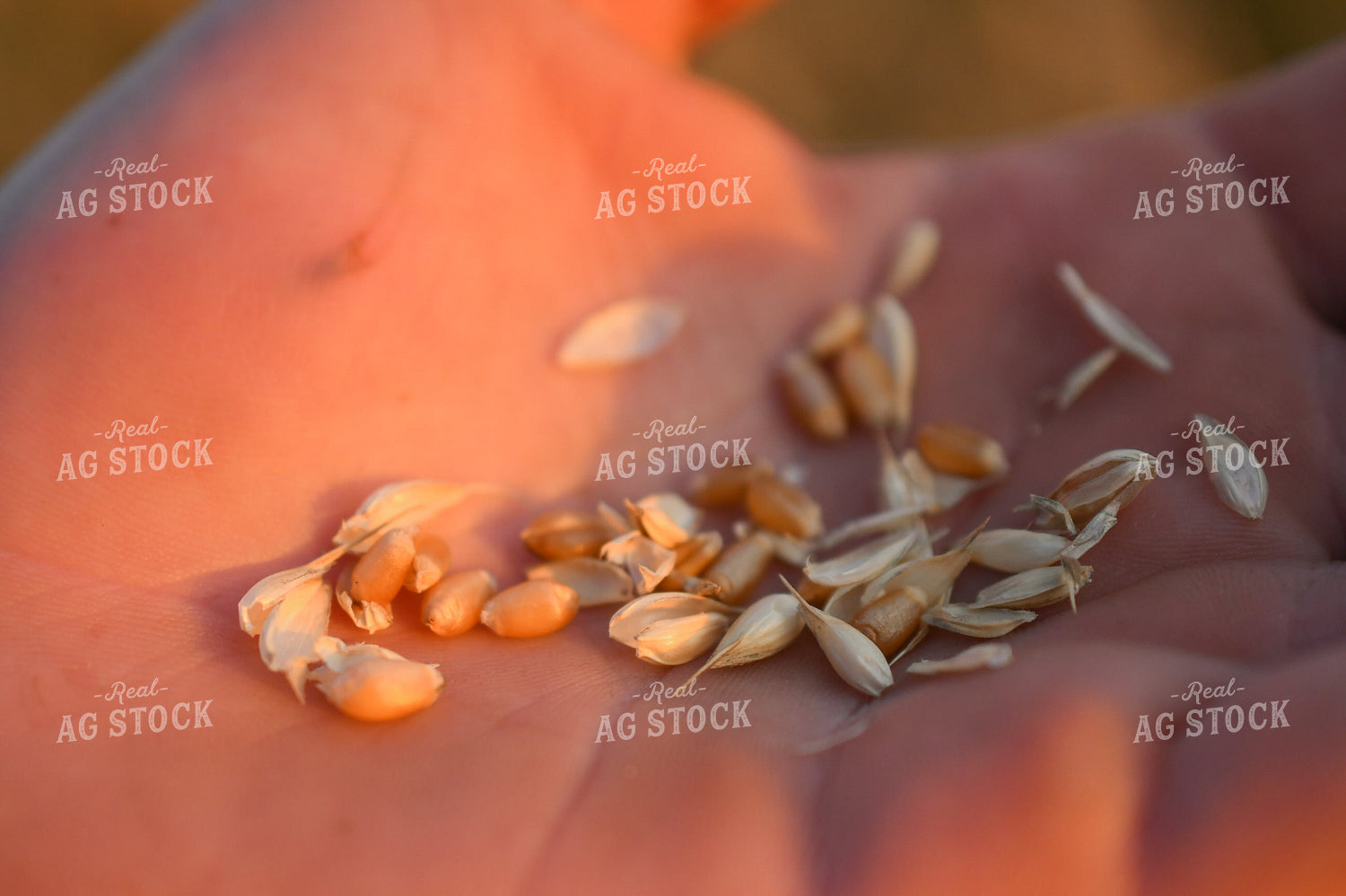 Hand Holding Oats 191181