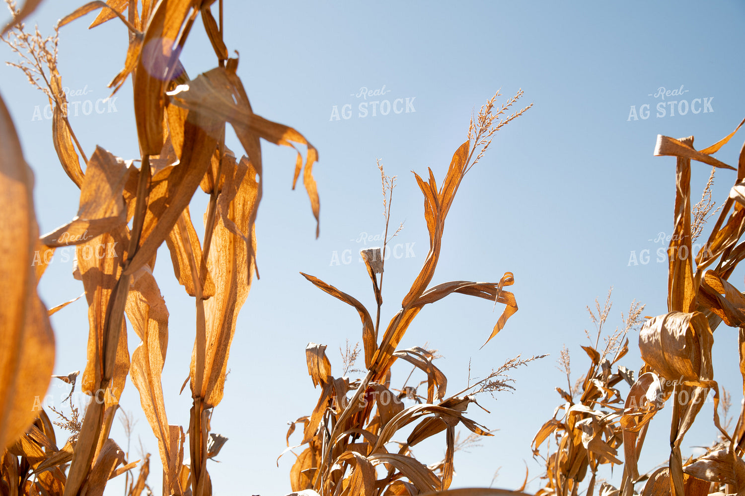 Dried Corn Waiting to be Harvested on a Sunny Day 25902